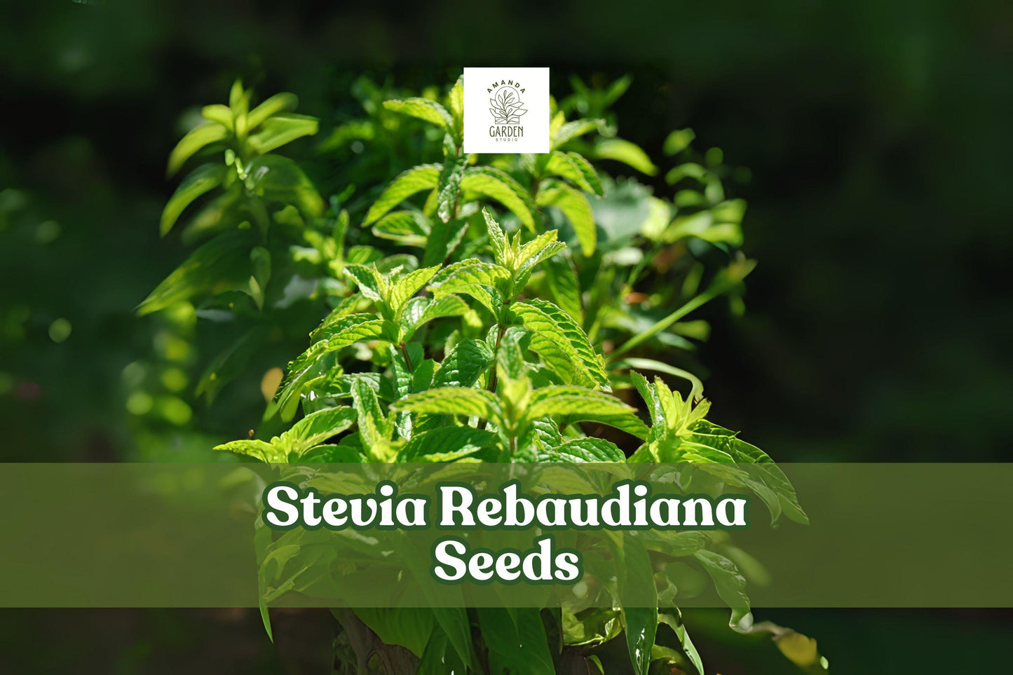 250 Stevia Seeds - Sweetleaf Herb Plant - Stevia rebaudiana - Tender Perennial - Grow Your Own Natural Sweetener