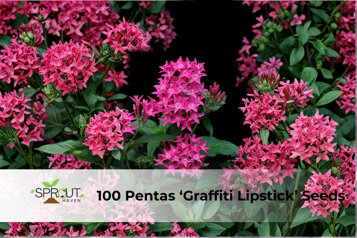 Pentas Seeds 100 Pack | Graffiti Lipstick Pink | Pentas lanceolata | Butterfly Garden Annual Flowers