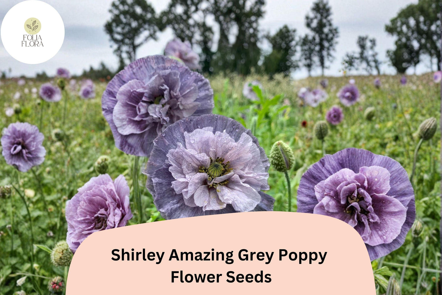 Shirley Amazing Grey Poppy Seeds - 200+ Seeds - Unique Lavender Wildflower - Papaver rhoeas - Attracts Bees & Butterflies