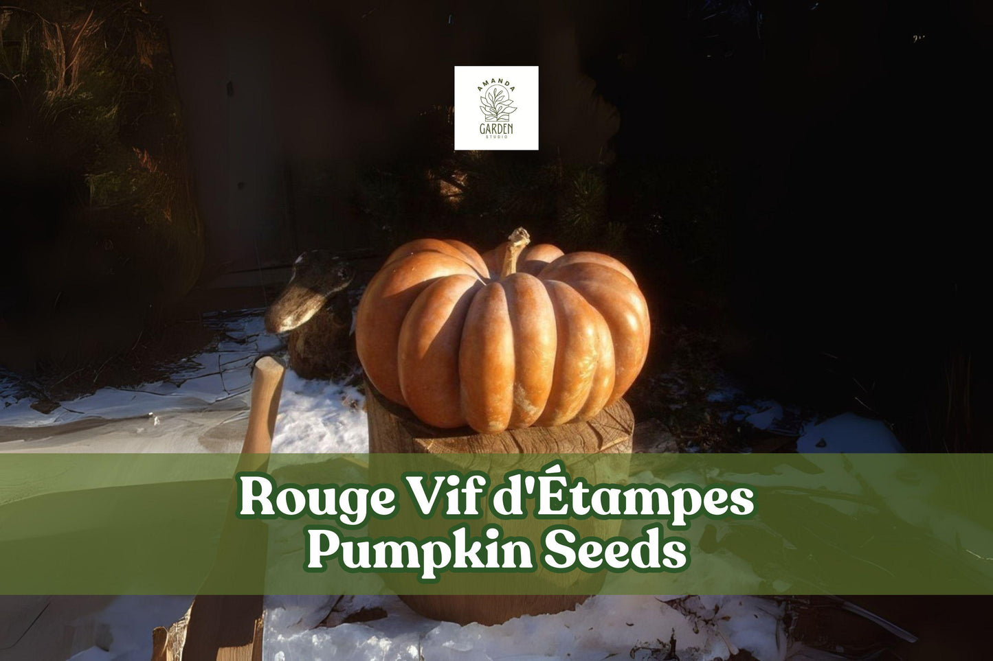 Rouge Vif d'Étampes Pumpkin Seeds - Heirloom Cinderella Pumpkin - Cucurbita maxima - 10 Seeds for Fall Decor and Baking
