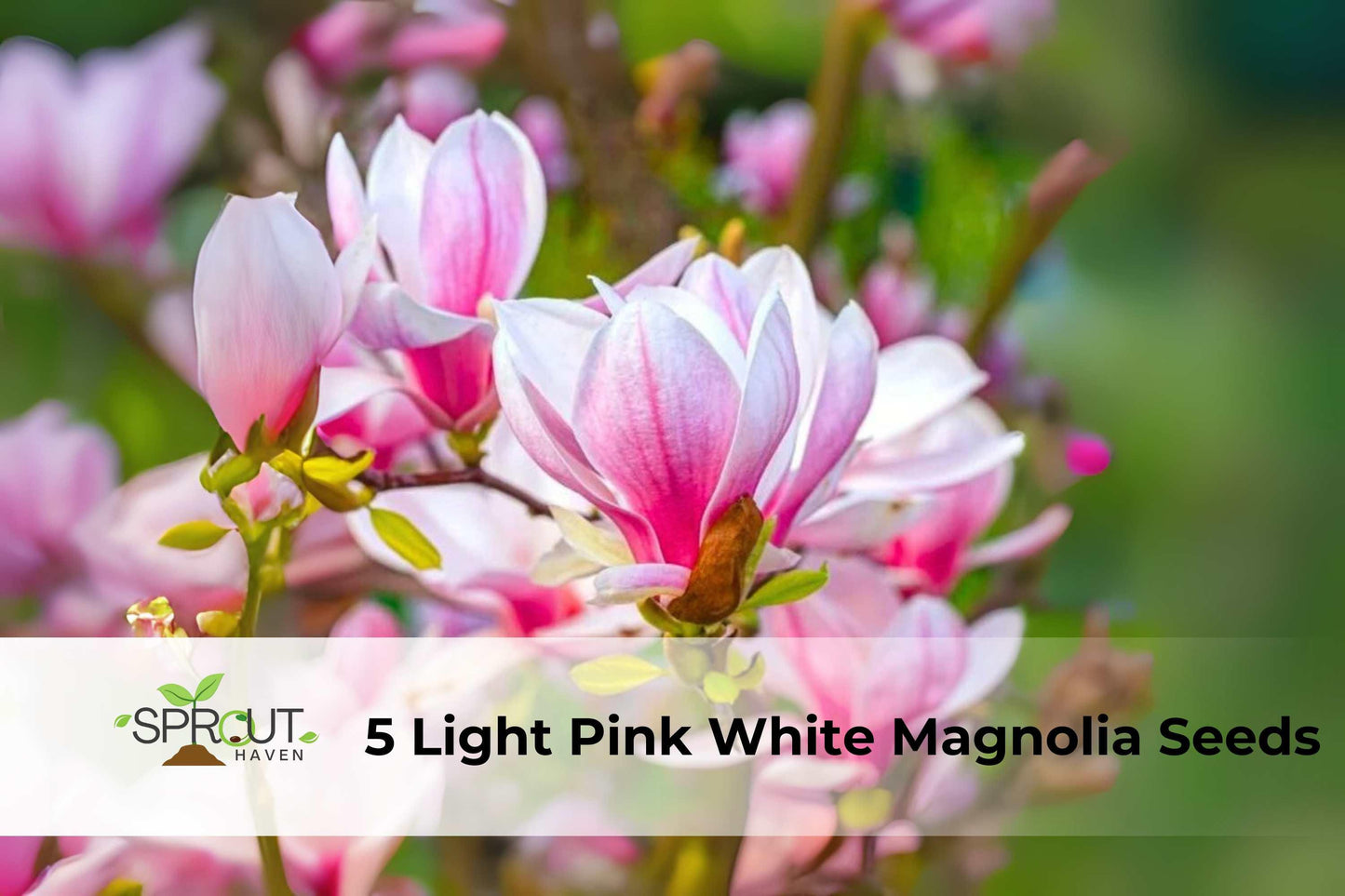 5 Magnolia Seeds - Pink and White Lily Flower Tree - Magnolia × soulangeana - Fragrant Ornamental Tree for Garden