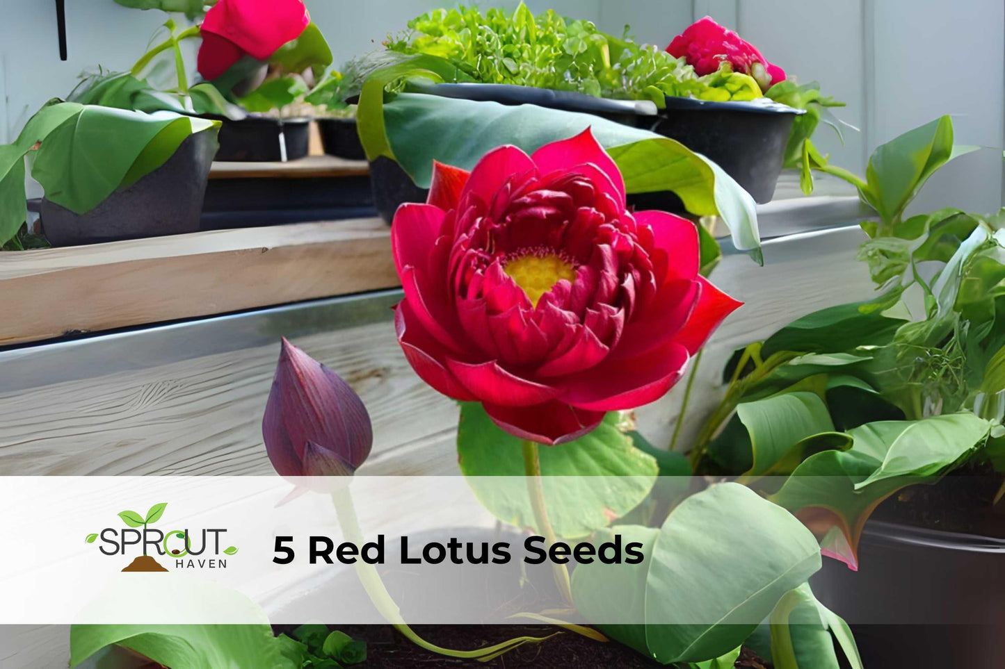5 Red Lotus Seeds - Hardy Aquatic Flower for Ponds & Containers - Nelumbo nucifera - Tropical Perennial with Red-Pink Blooms