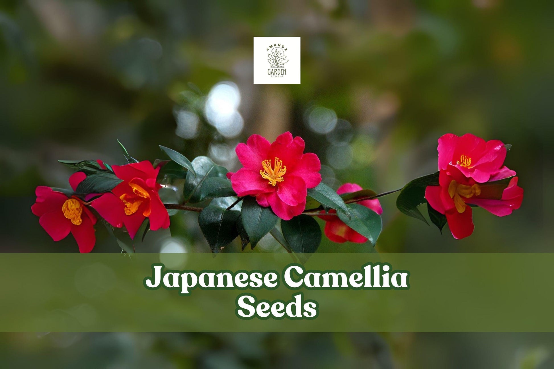 5 Japanese Camellia Seeds - Camellia japonica, Flowering Evergreen, Bonsai-Friendly, Red Pink White Blooms, Ornamental Shrub Seeds