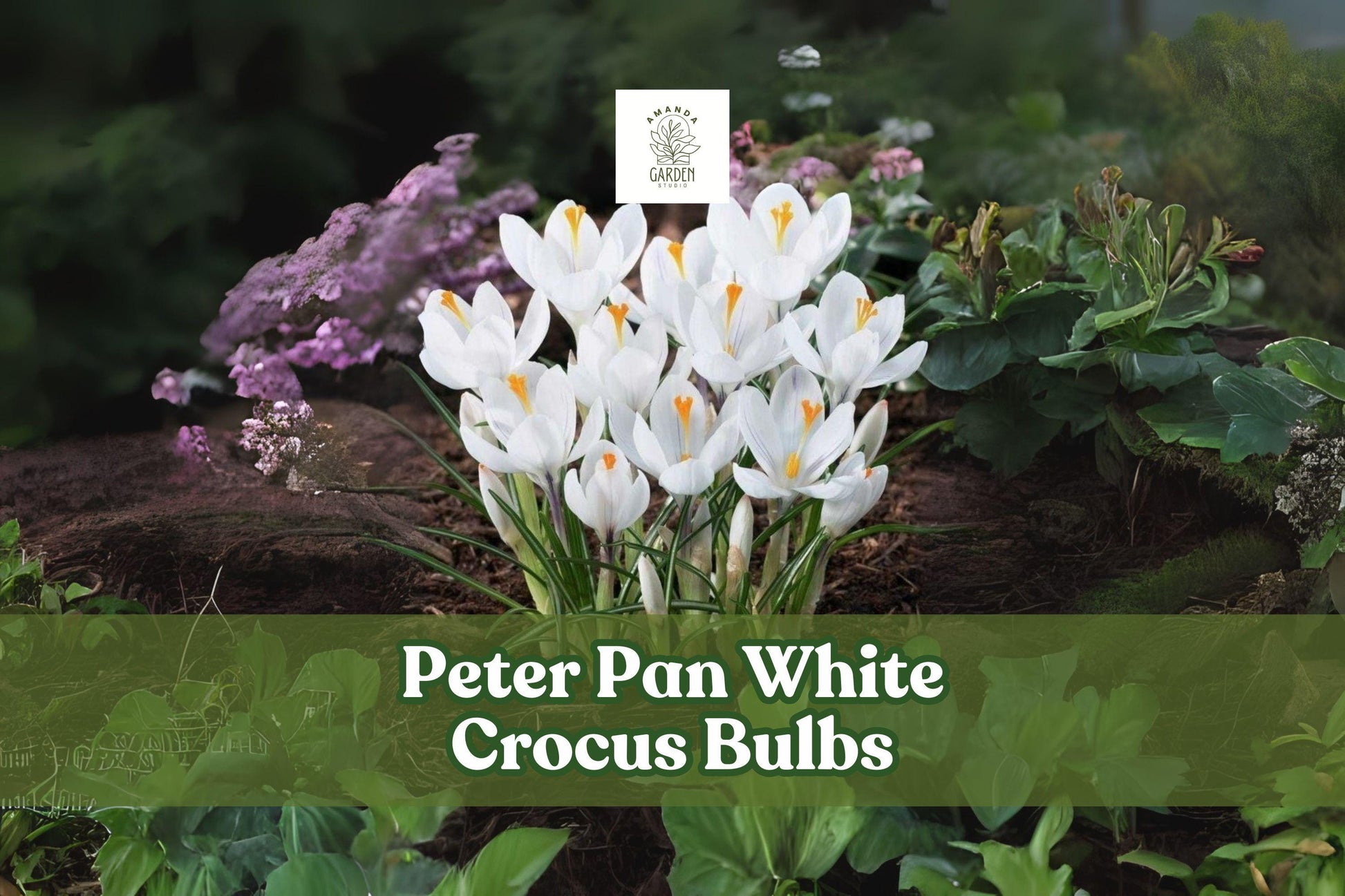 5 Peter Pan White Crocus Bulbs | Crocus chrysanthus 'Peter Pan' | Early Spring Perennial Flowers for Garden | Bulb Planting