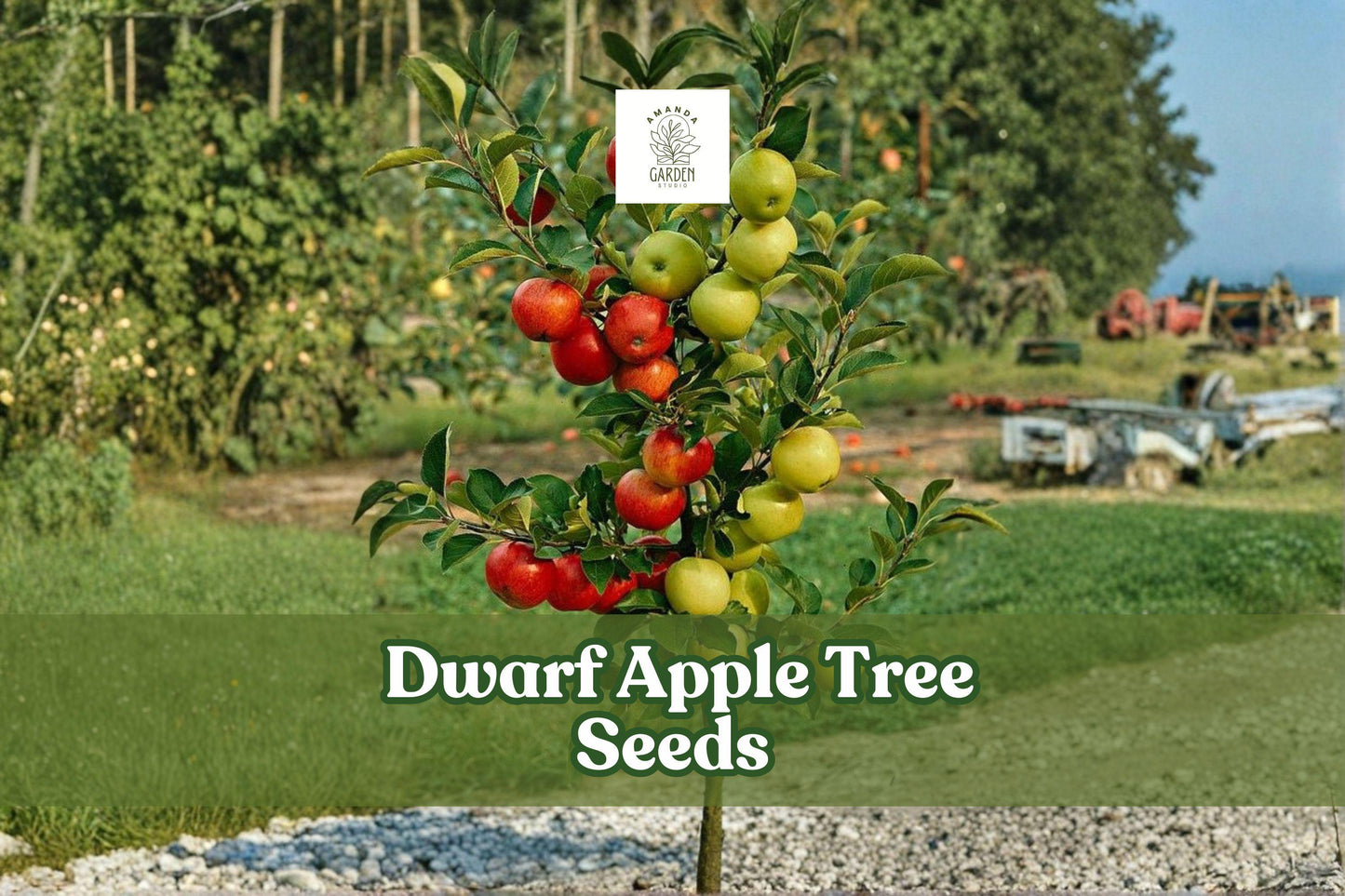 25 Dwarf Apple Tree Seeds - Malus domestica - Easy to Grow Bonsai - Fruit-Bearing - White-Pink Flowers for Indoor/Outdoor