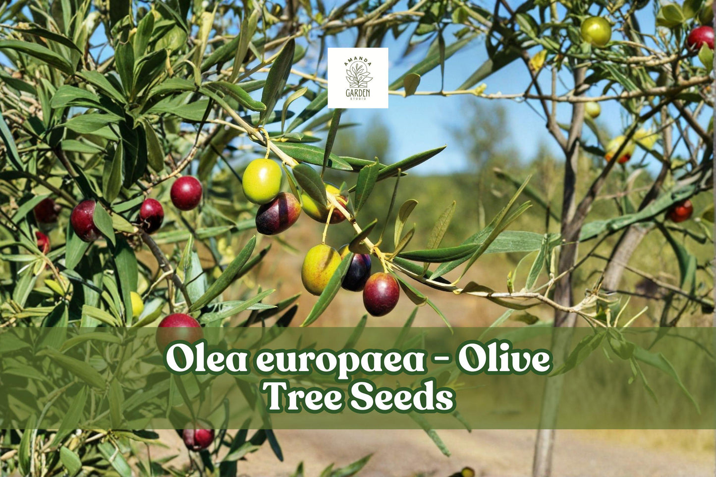 25 Olive Tree Seeds - Olea europaea - Hardy Evergreen Bonsai & Fruit Tree - Silvery-Green Foliage - Perfect for Indoor & Outdoor Gardens
