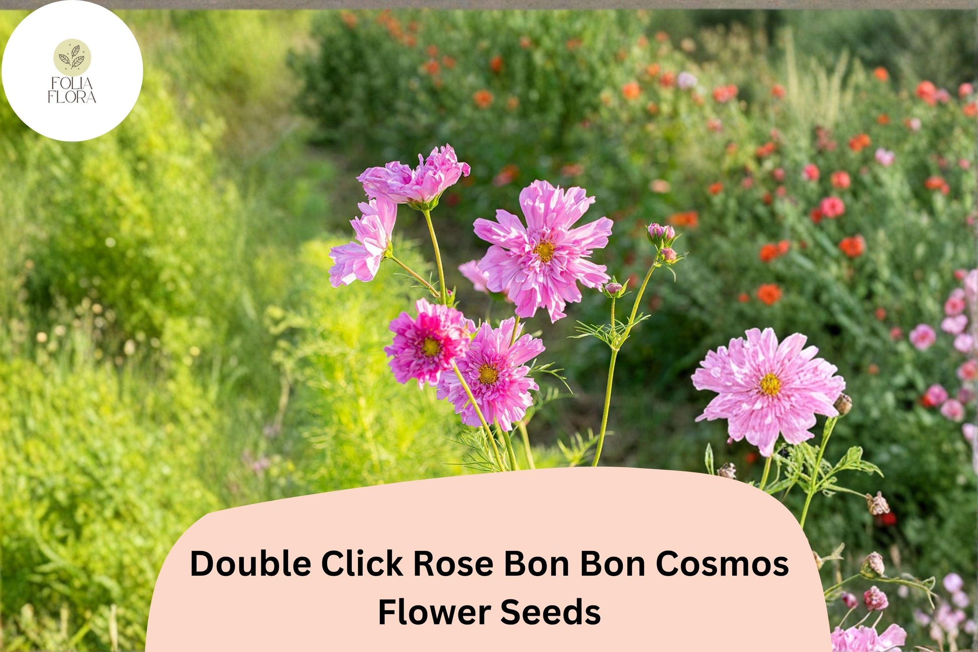 Double Click Rose Bon Bon Cosmos Seeds - 200+ Pink Blooms for Cut Flower Garden - Cosmos bipinnatus ‘Double Click Rose Bon Bon’