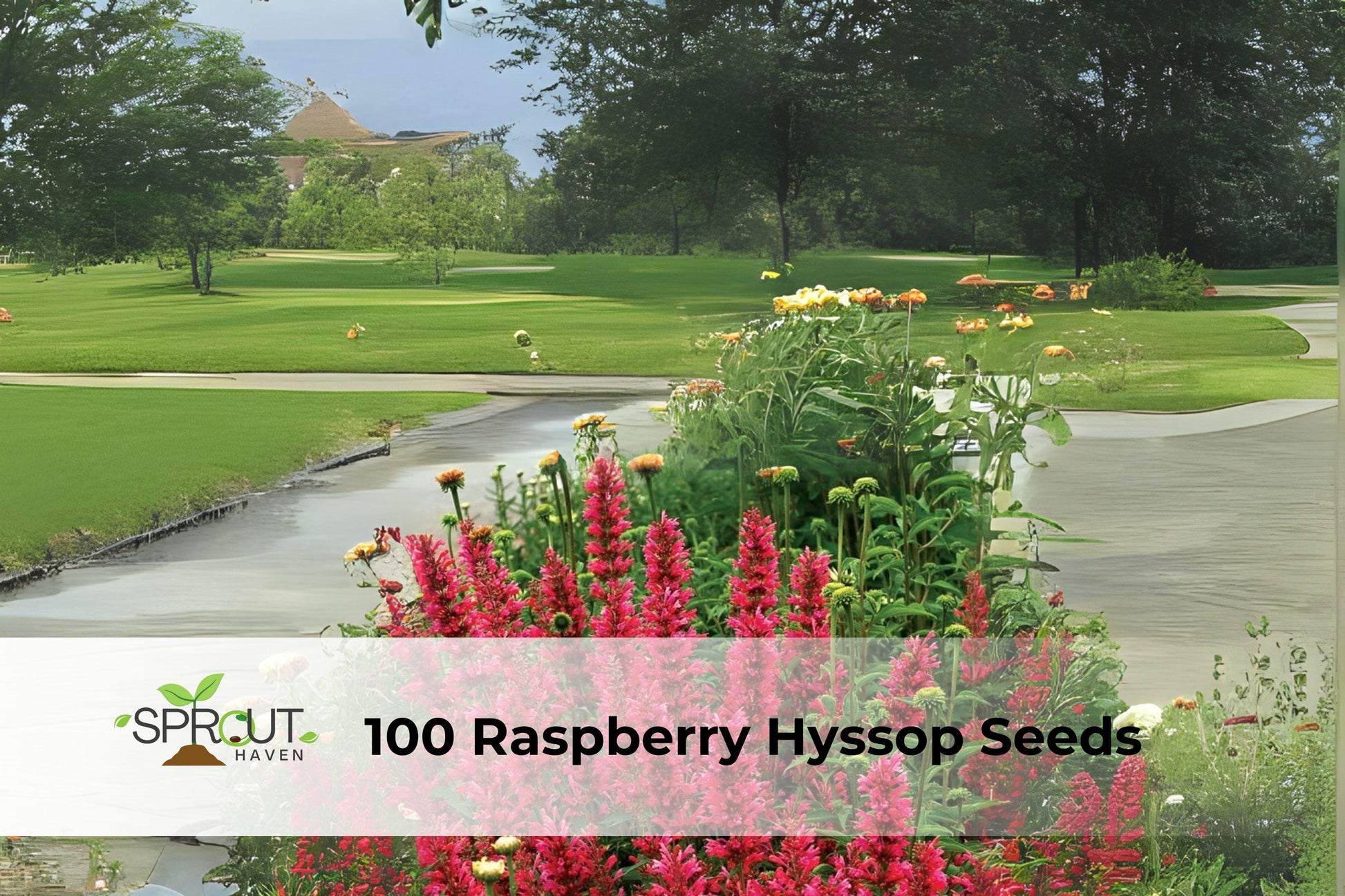 100 Raspberry Hyssop Seeds - Hardy Perennial Flower, Raspberry-Pink Blooms, Agastache foeniculum, Attracts Pollinators