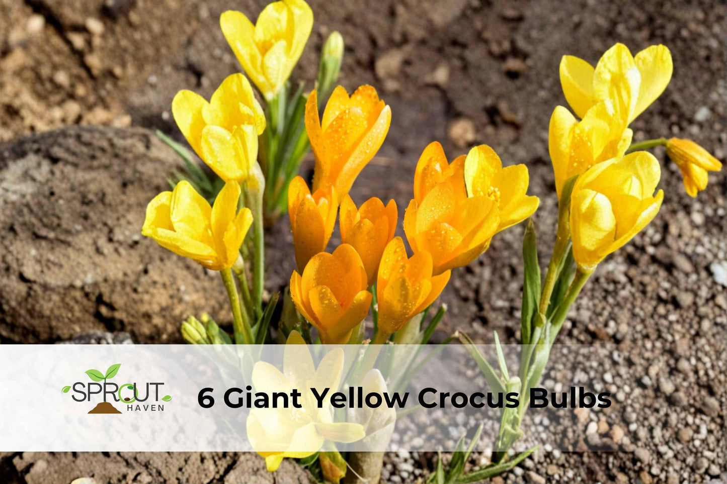 6 Giant Yellow Crocus Bulbs | Crocus vernus | Hardy Perennial Spring Flowers | Bright Yellow Blooms for Sunny Gardens