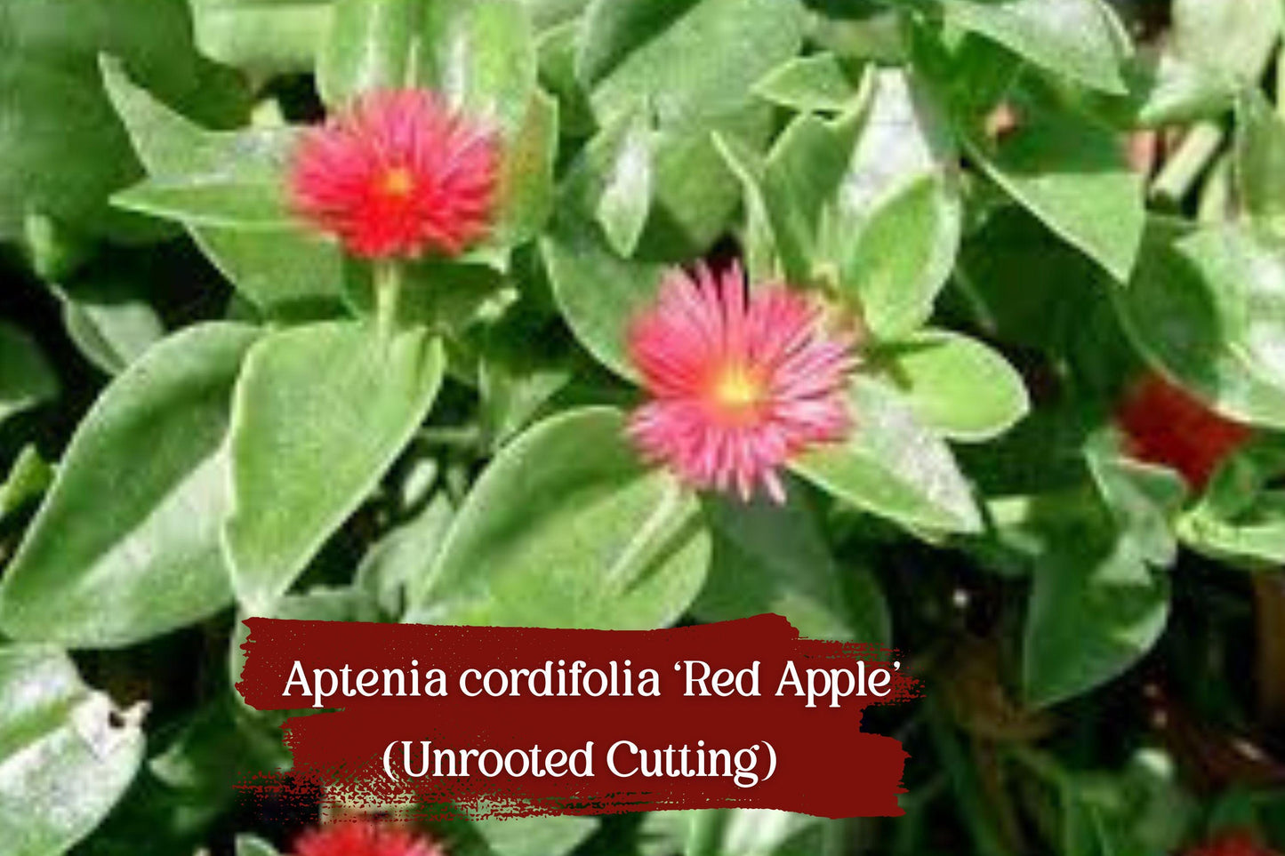 10 Organic Red Apple Aptenia Cordifolia Cuttings - Baby Sunrose Succulent - Unrooted Stem Cuttings for DIY Gardens