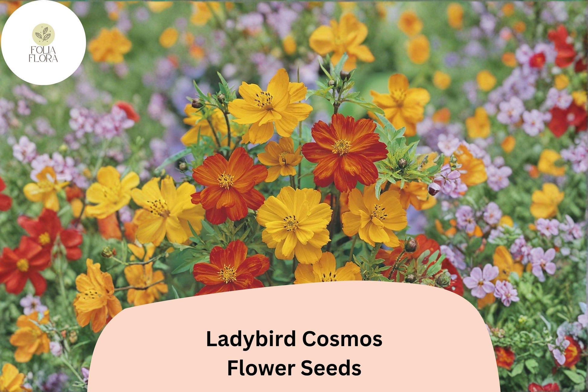 Ladybird Cosmos Seeds - 200+ Compact Orange Red Yellow Mix - Cosmos sulphureus 'Ladybird Mix' for Pollinator Gardens