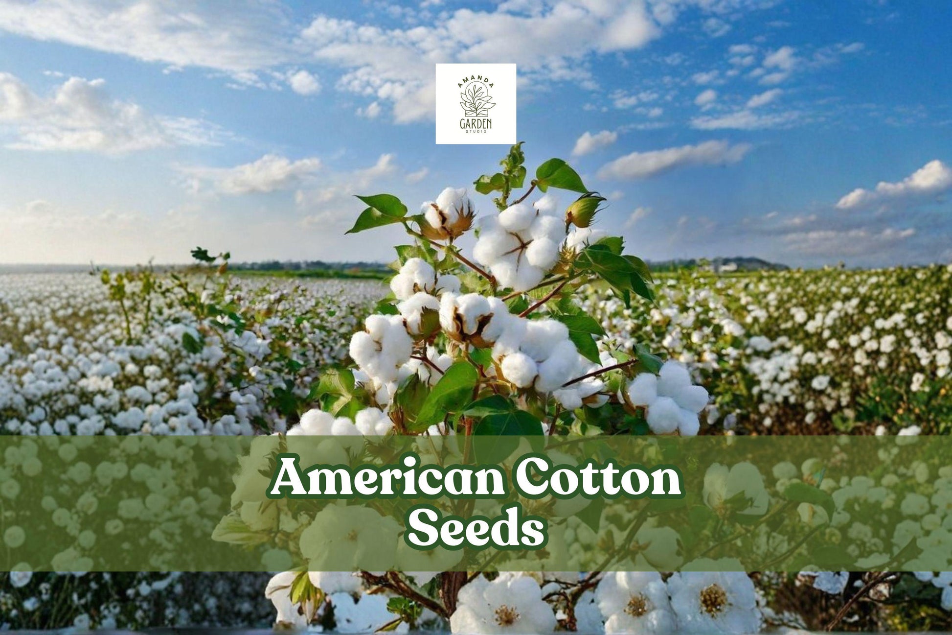 50 American Cotton Seeds - Gossypium hirsutum - Easy Grow, Decorative Plant for Garden Displays and STEM Projects