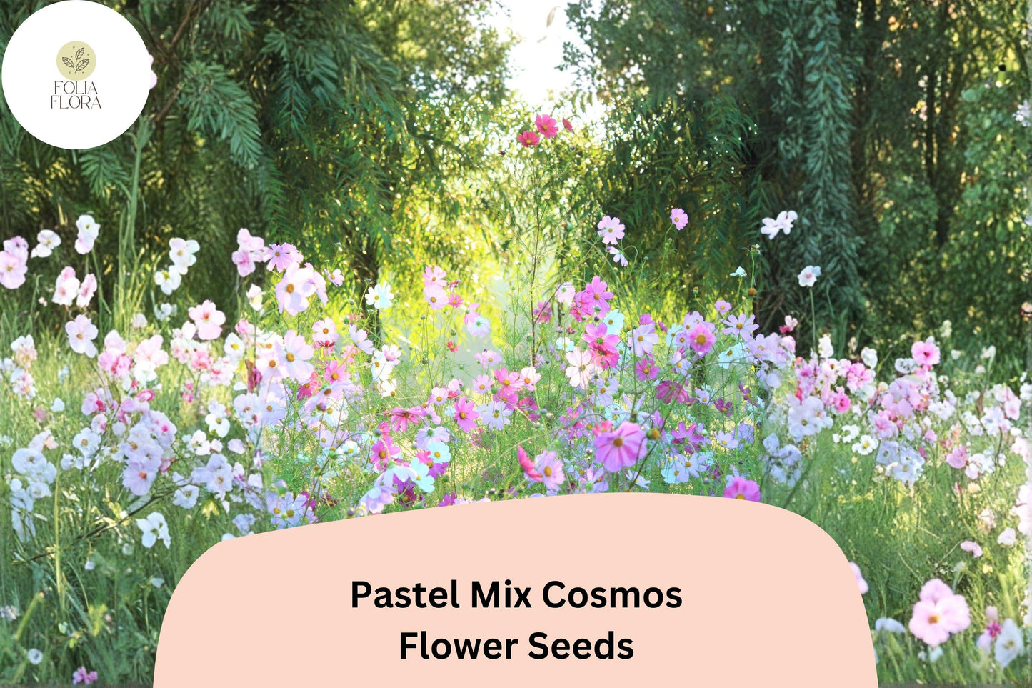 Pastel Cosmos Seeds - 200+ Pink, Peach, White Blooms - Cosmos bipinnatus - Cottage Garden Flowers, Easy to Grow Annuals
