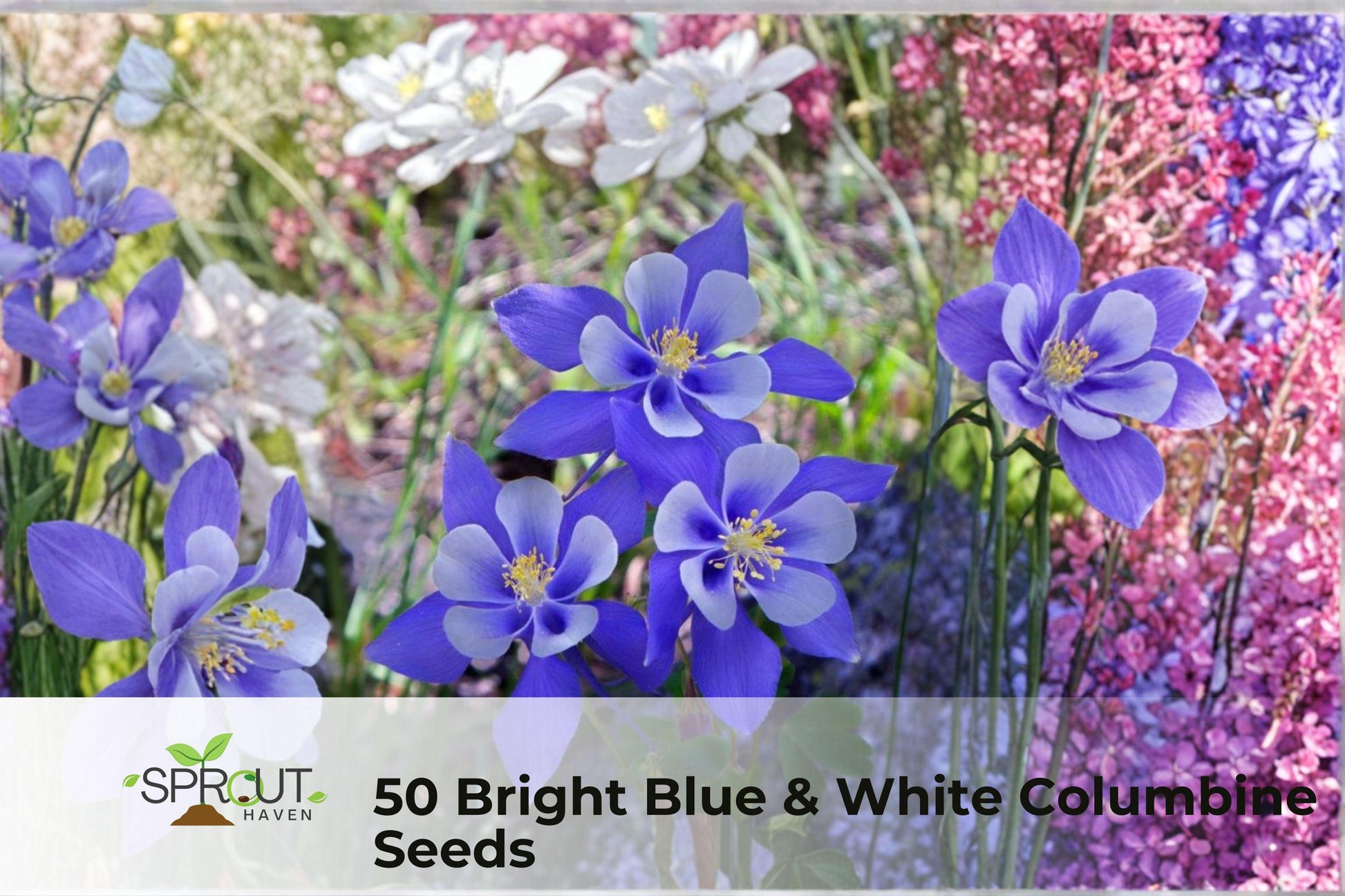 50 Blue & White Columbine Seeds - Aquilegia spp. Perennial Flower Seeds for Garden Borders & Pollinator Attraction
