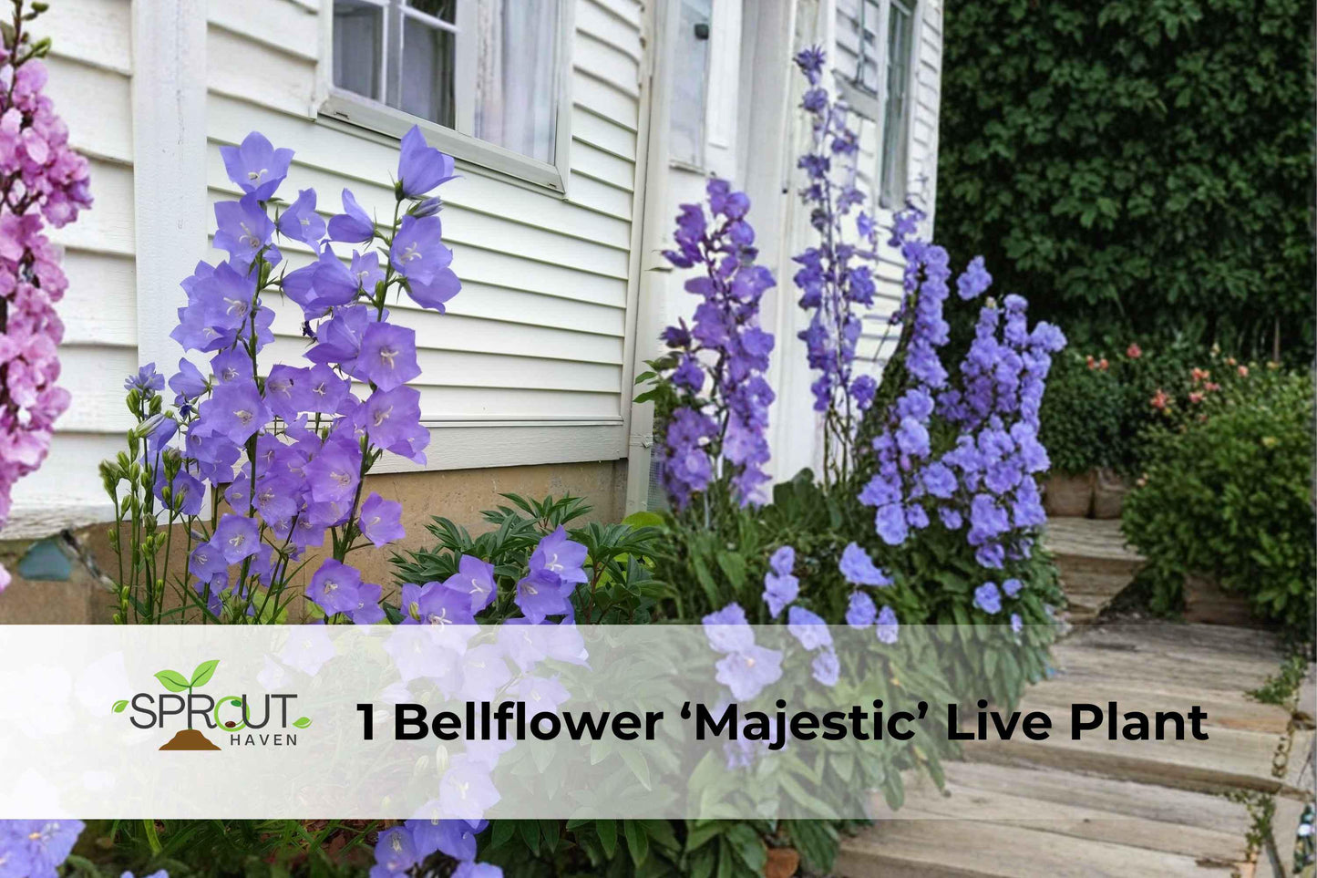 Live Bellflower 'Majestic' Plant - Purple Perennial Blooms (Campanula spp.) - Hardy, Attracts Pollinators, Easy to Grow