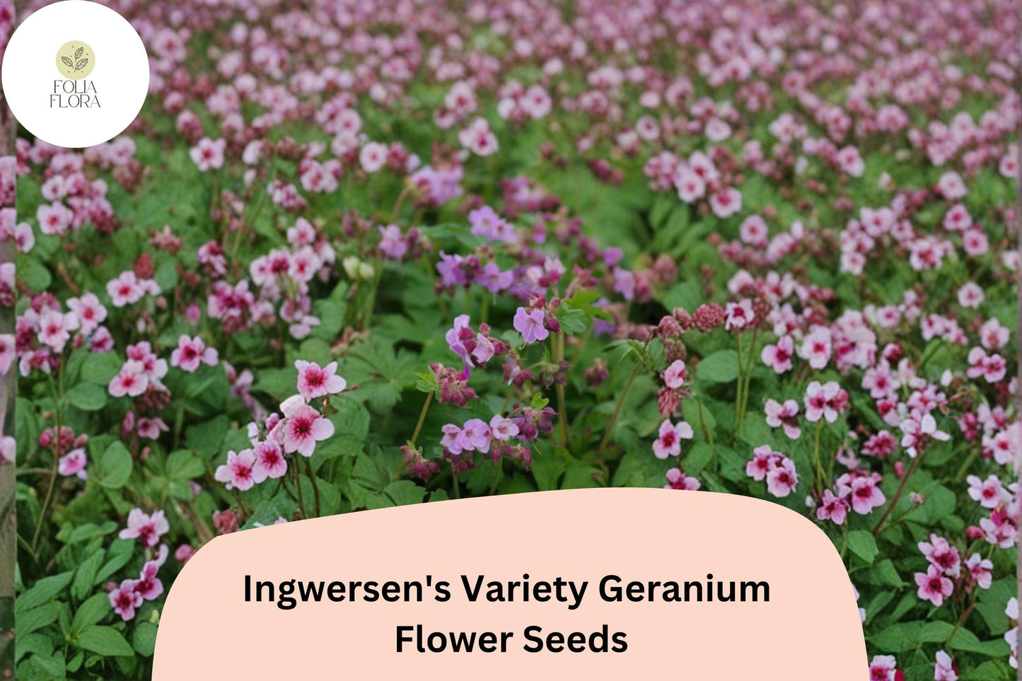 Geranium Seeds - 25+ Ingwersen's Variety - Pink Star-Like Blooms - Geranium ingwersenii - Hardy Perennial, Pollinator Friendly