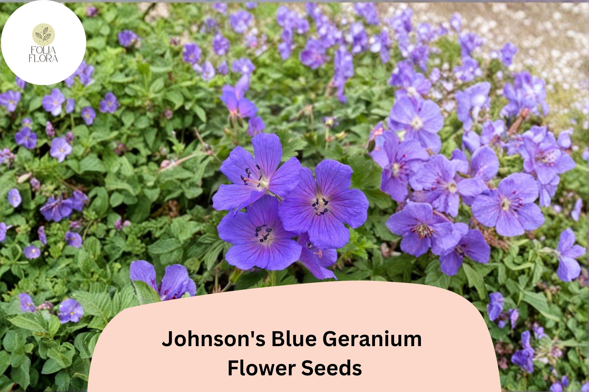 25+ Johnson's Blue Geranium Seeds, Purple Flowers, Hardy Perennial, Geranium x oxonianum, Pollinator Friendly, Easy Care