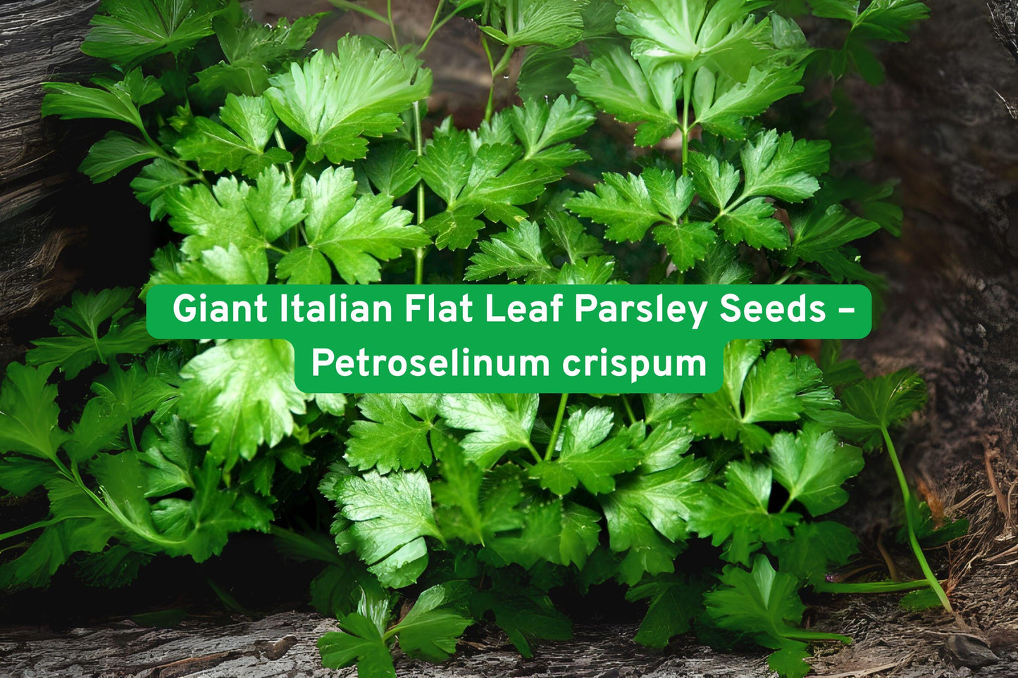 Giant Italian Flat Leaf Parsley Seeds - Heirloom Culinary Herb - Petroselinum crispum var. neapolitanum - 800+ Seeds for Planting