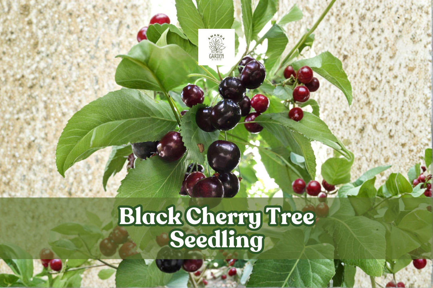 Black Cherry Tree Seedling - Fast Growing Ornamental Shade Tree, Prunus serotina, Wildlife Friendly, 1 Live Plant