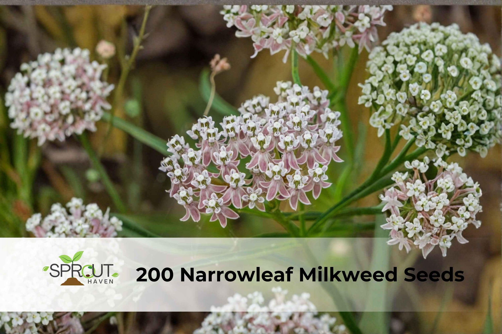 200 Narrowleaf Milkweed Seeds | Asclepias fascicularis | Hardy Perennial Butterfly Flower | Pink-White Blooms