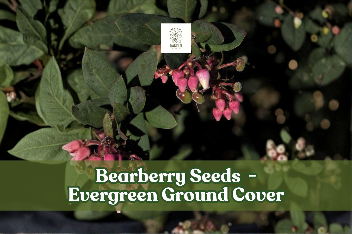 Bearberry Seeds | 30 Seeds | Evergreen Ground Cover with Red Berries | Arctostaphylos uva-ursi | Wildlife Friendly