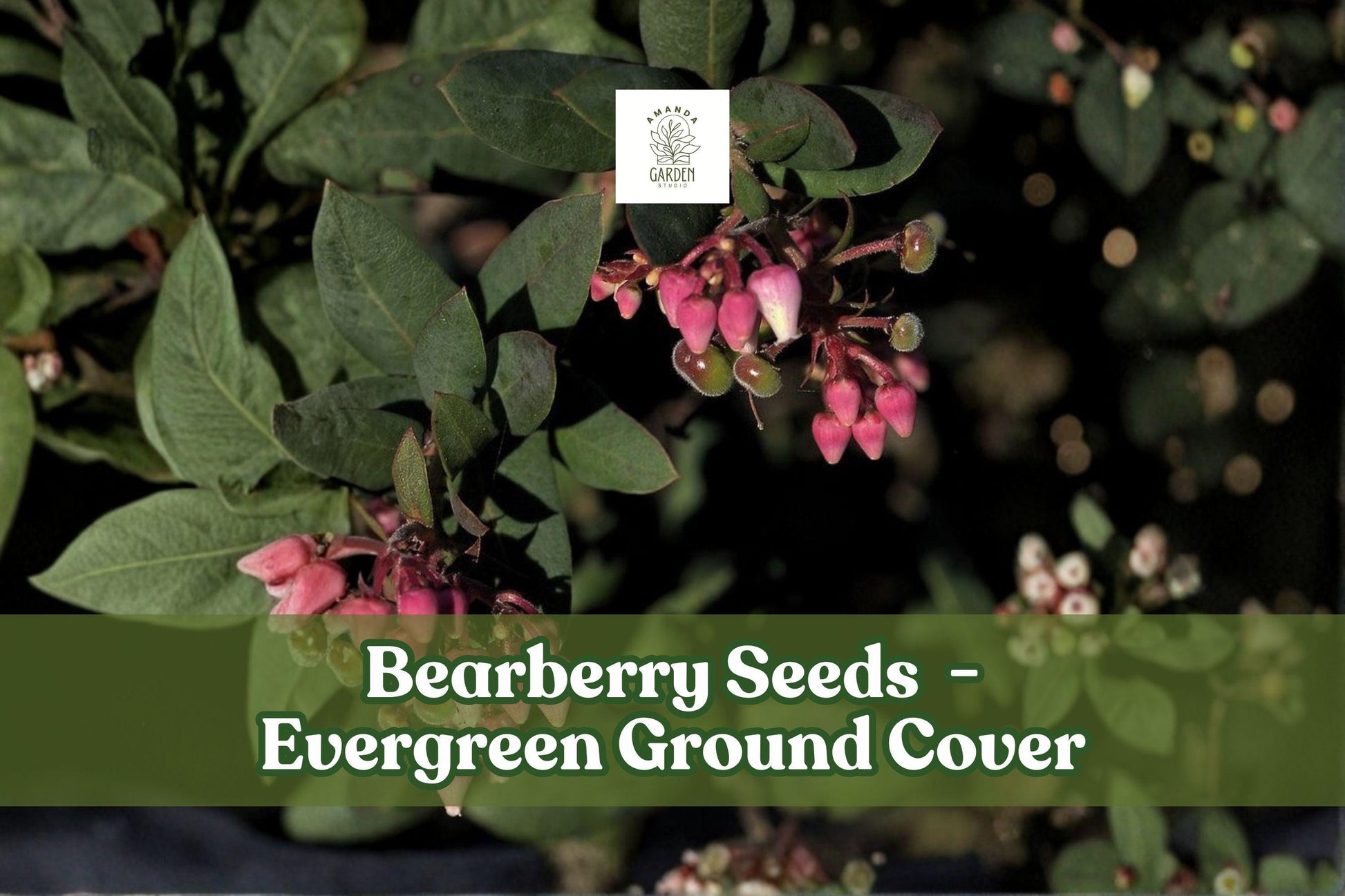 Bearberry Seeds | 30 Seeds | Evergreen Ground Cover with Red Berries | Arctostaphylos uva-ursi | Wildlife Friendly