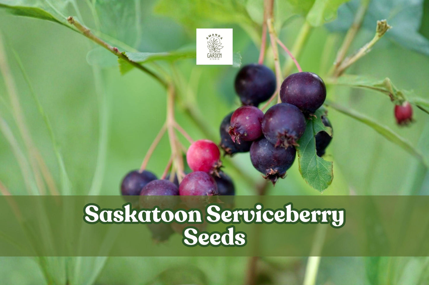 Saskatoon Serviceberry Seeds | 100 Count | Edible Purple-Blue Berries | Amelanchier alnifolia | Hardy Fruit Shrub