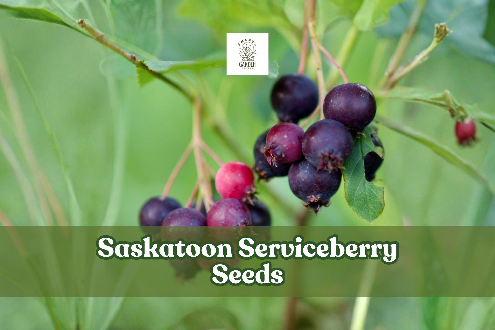 Saskatoon Serviceberry Seeds | 100 Count | Edible Purple-Blue Berries | Amelanchier alnifolia | Hardy Fruit Shrub
