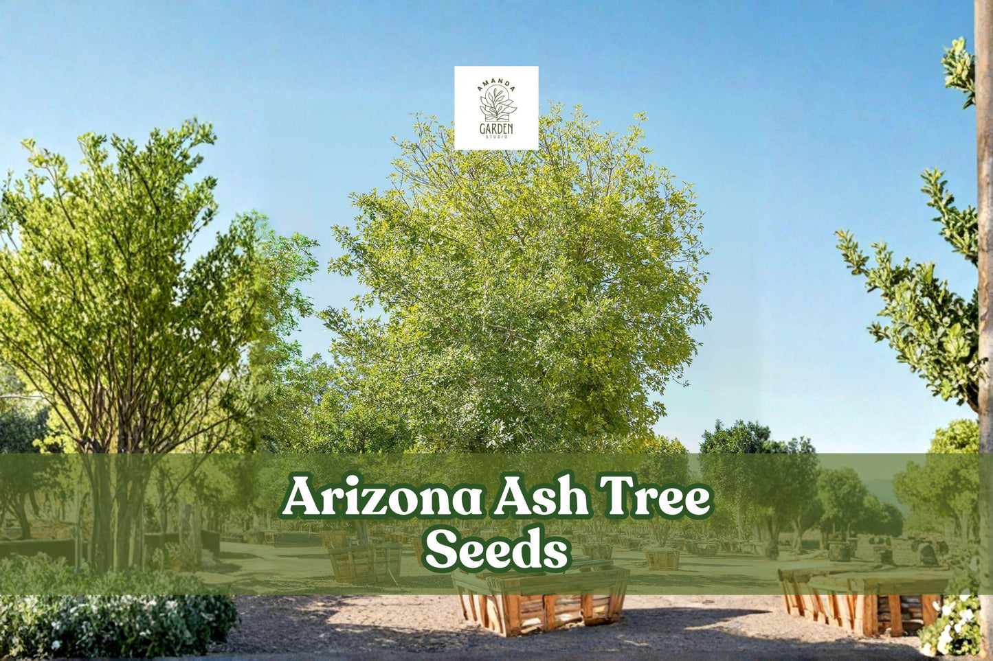 30 Arizona Ash Tree Seeds | Fast-Growing Drought Tolerant Shade Tree | Fraxinus velutina | Ideal for Landscaping