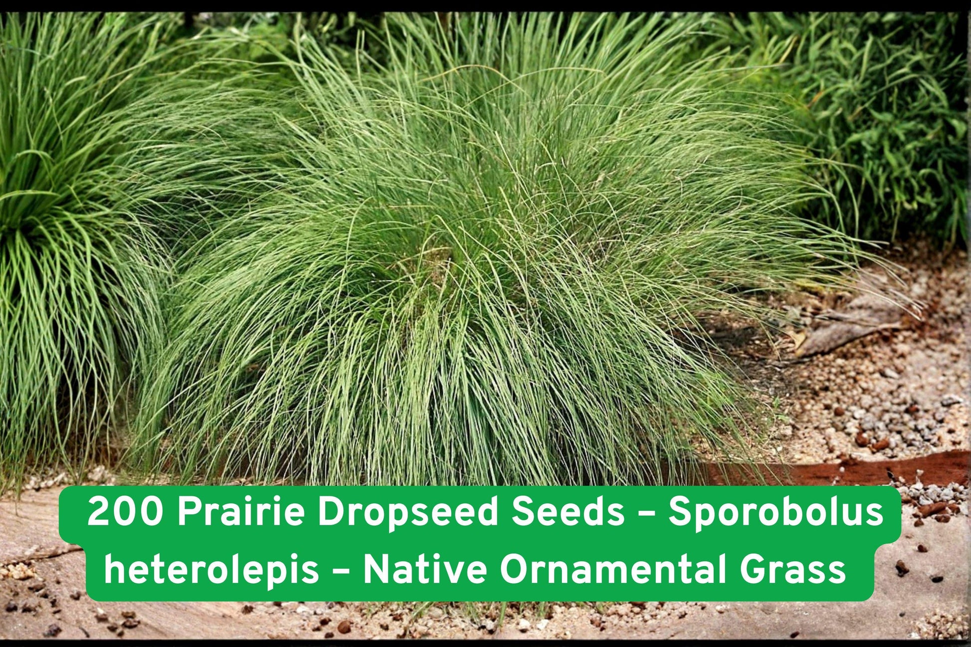 200 Prairie Dropseed Seeds - Sporobolus heterolepis - Native Ornamental Grass - Drought Tolerant, Deer Resistant Perennial