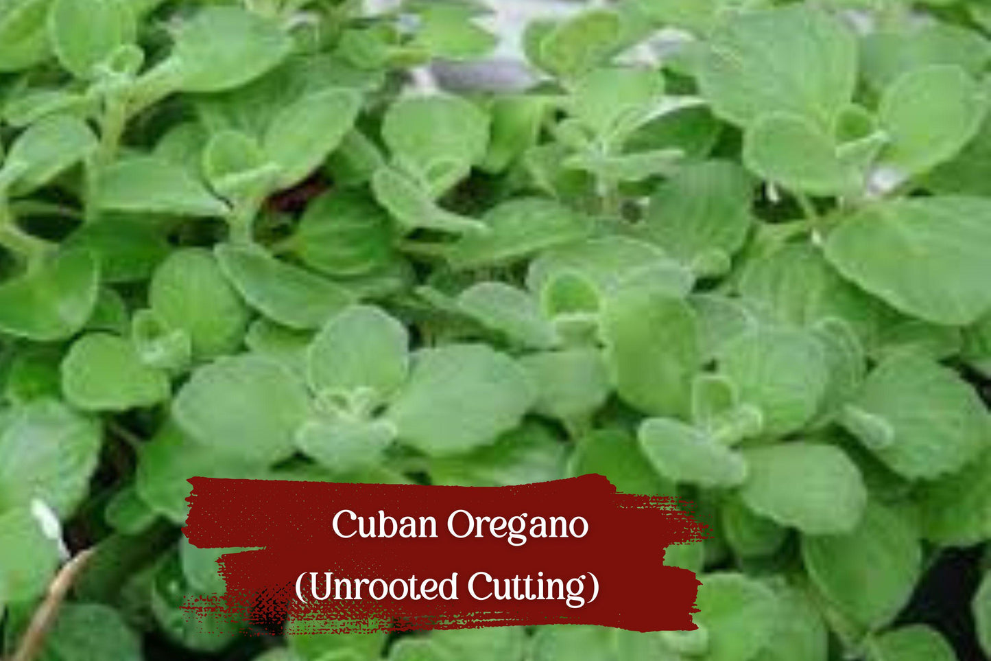 Cuban Oregano Cuttings - 5 Unrooted 6" Stems | Fragrant Karpooravalli Herb | Plectranthus amboinicus for Easy Indoor Growing