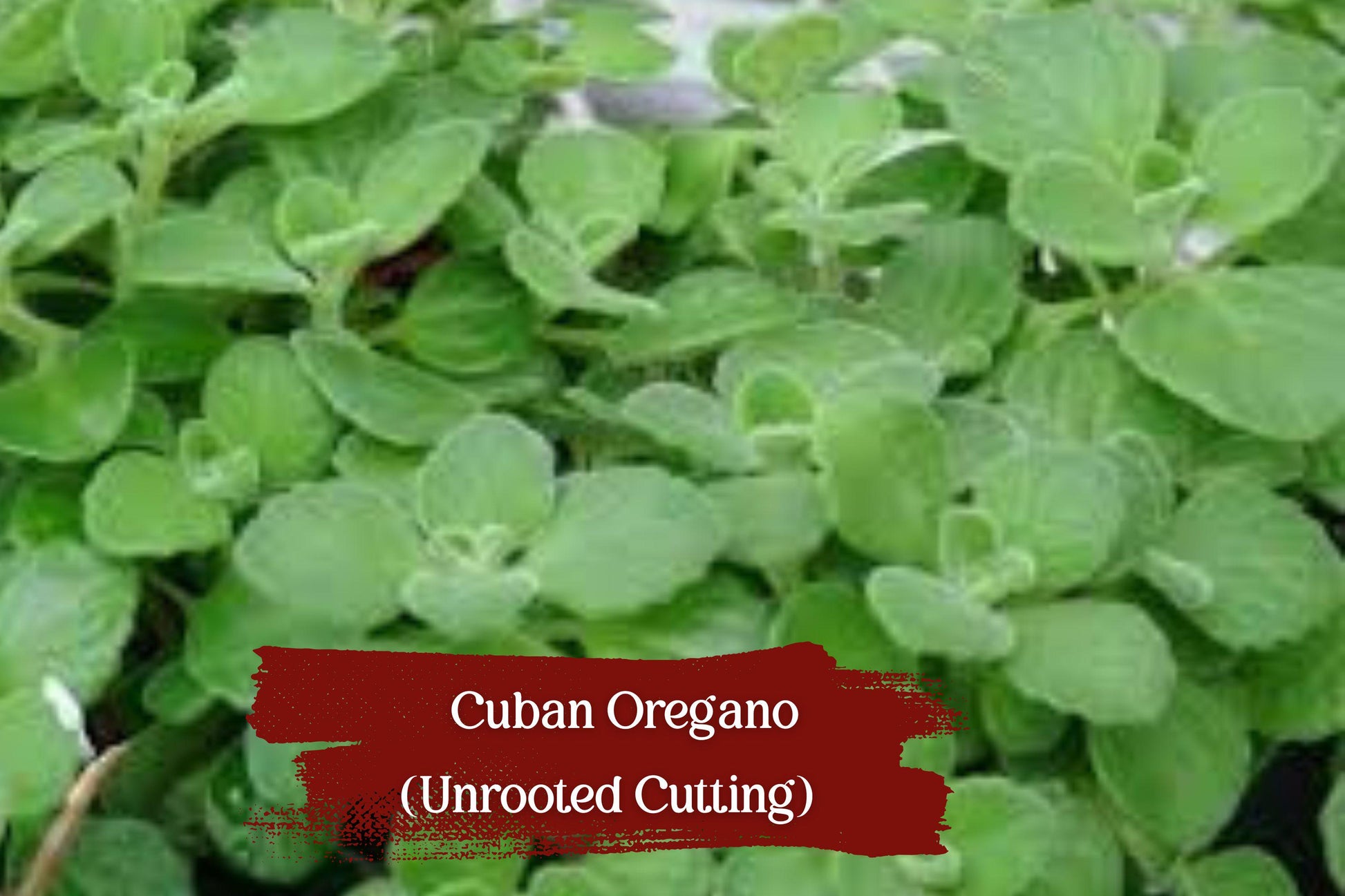 Cuban Oregano Cuttings - 5 Unrooted 6" Stems | Fragrant Karpooravalli Herb | Plectranthus amboinicus for Easy Indoor Growing