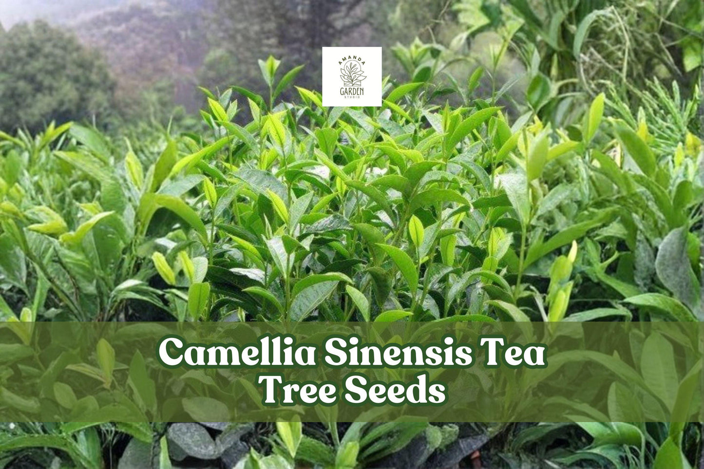 12 Tea Tree Seeds - Camellia sinensis - Hardy Evergreen Shrub for Home Garden - Glossy Green Leaves - USDA Zones 8-11