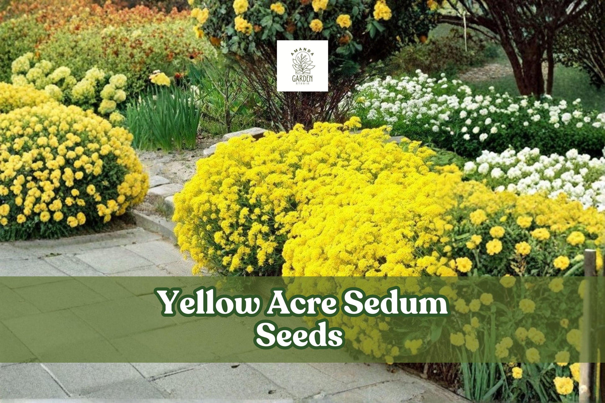 Yellow Acre Sedum Seeds (200 Seeds) - Drought-Tolerant Groundcover, Bright Yellow Flowers, Sedum acre, Perennial Succulent