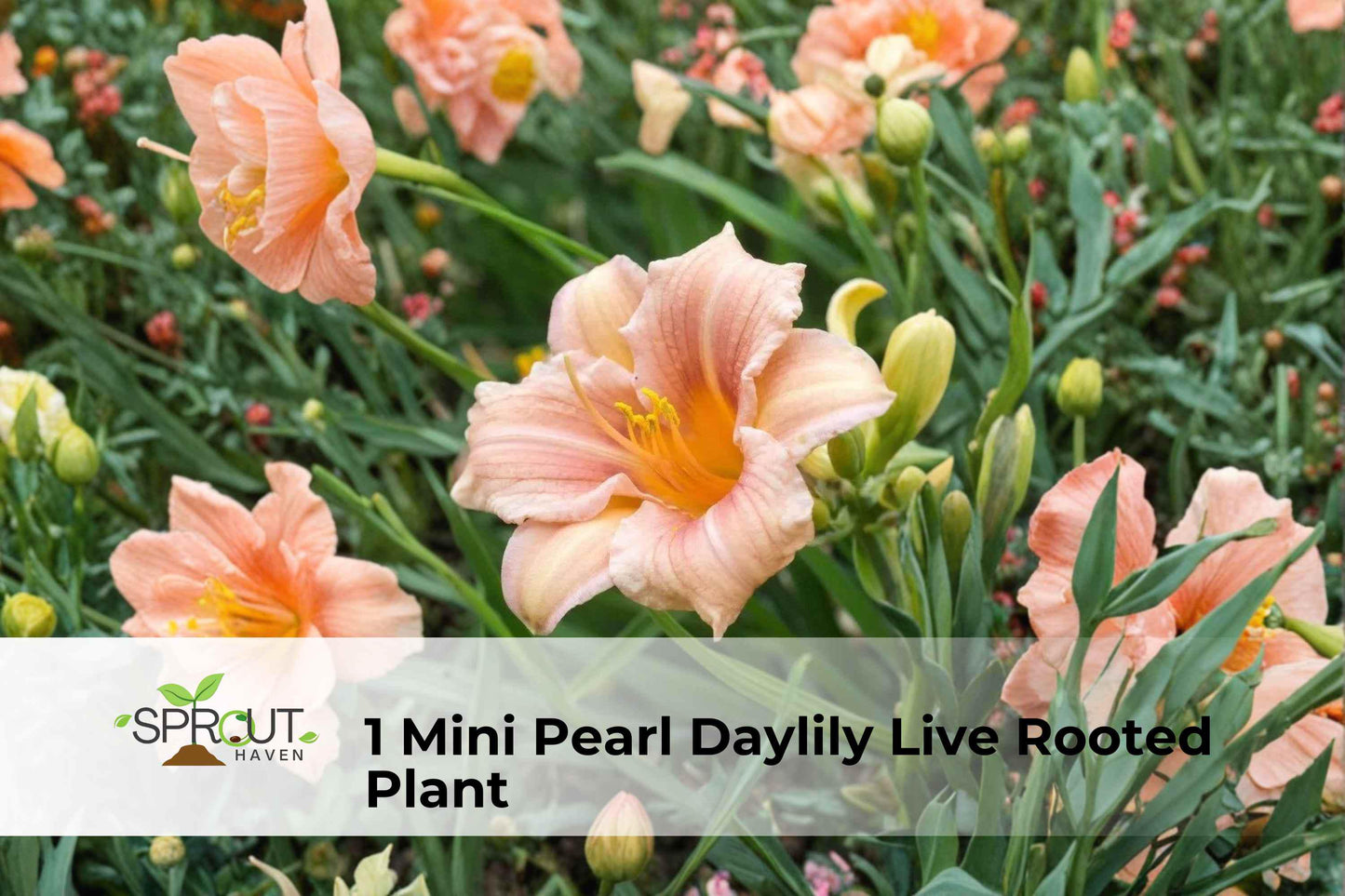 Mini Pearl Daylily Starter Plant - Two-Tone Yellow & Red Hemerocallis - Live Bare-Root Herbaceous Perennial for Gardens