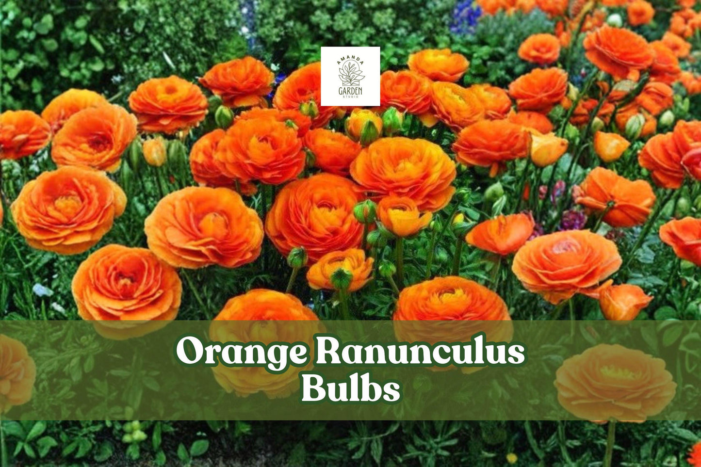 10 Orange Ranunculus Bulbs - Vibrant Spring Flowers for Garden Beds & Containers - Ranunculus asiaticus