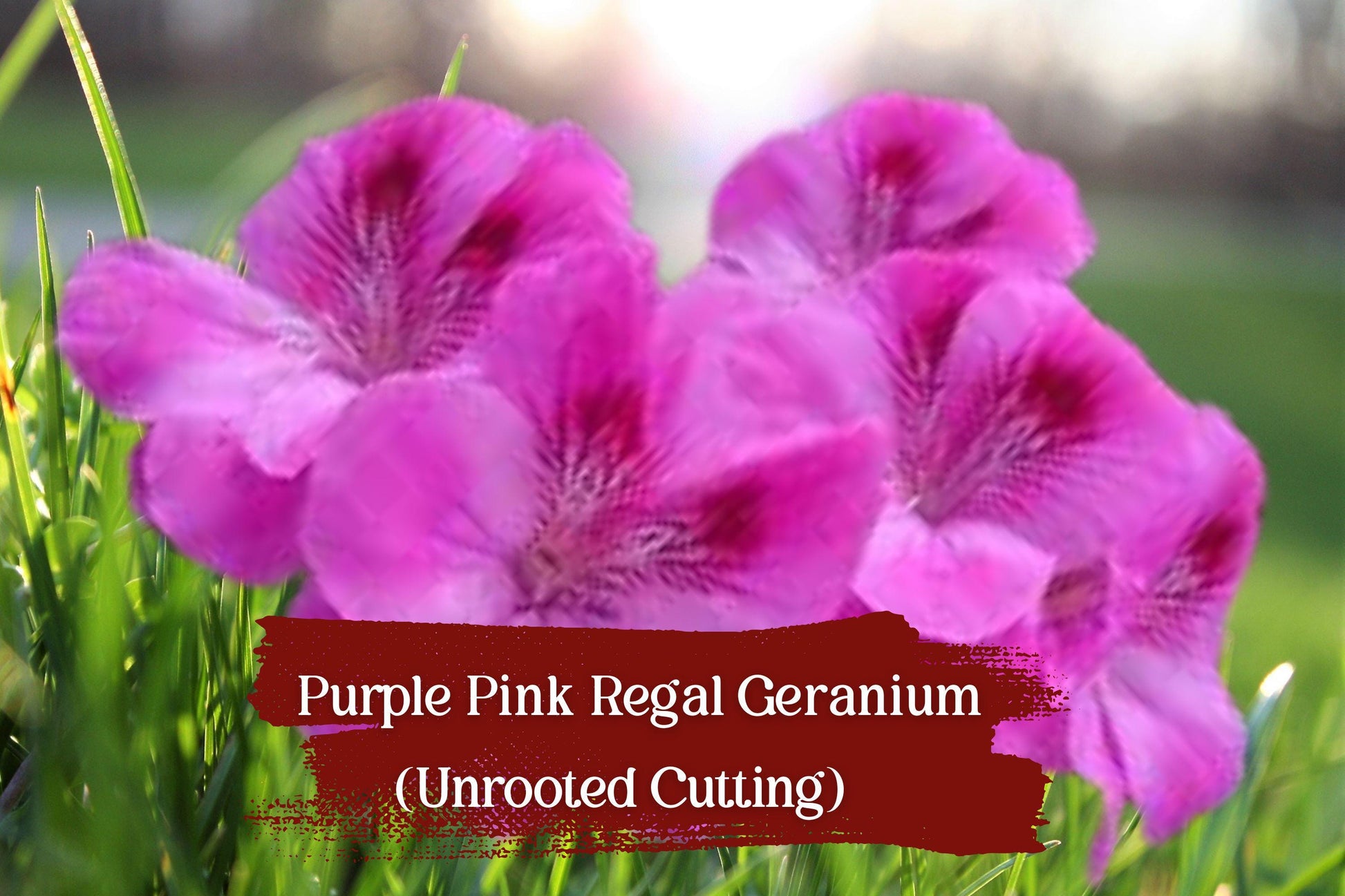 Unrooted Regal Geranium Cuttings - Purple-Pink Pelargonium domesticum - 3 Live Cuttings for Easy Planting and Stunning Blooms