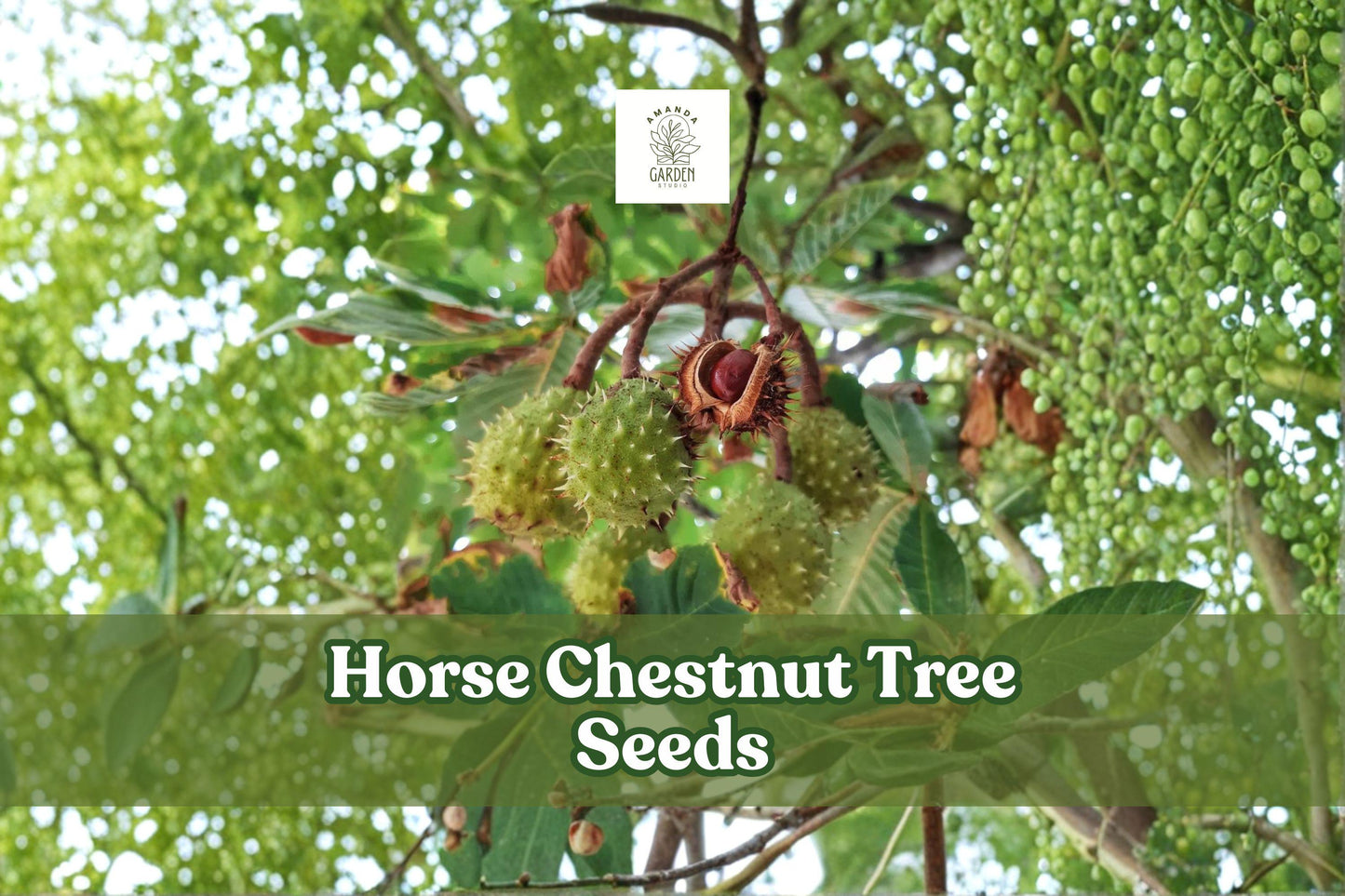Horse Chestnut Tree Seeds - 2 Aesculus hippocastanum - Ornamental Shade Tree for Outdoor Planting, Hardy & Beautiful Foliage