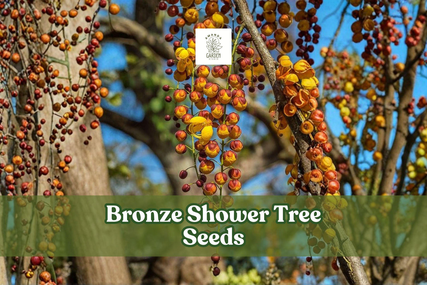 10 Bronze Shower Tree Seeds | Cassia moschata | Ornamental Flowering Tree | Tropical Blooms | Non-GMO, Planting Seeds