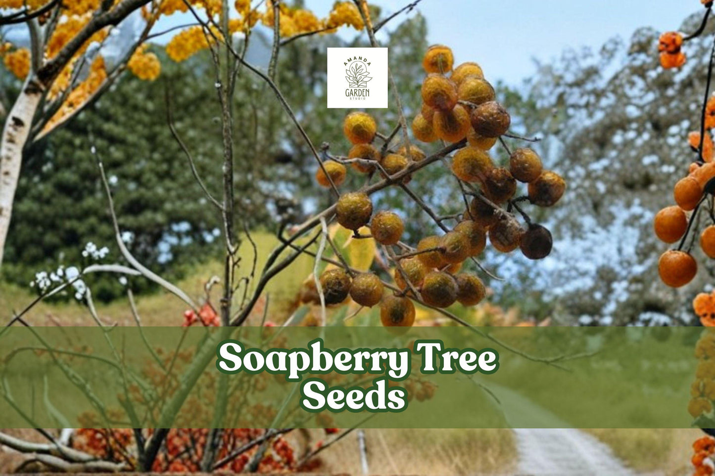 5 Soapberry Tree Seeds - Sapindus saponaria - Natural Soap Fruit - Eco-Friendly Ornamental Tree Seeds - Wingleaf Soapberry