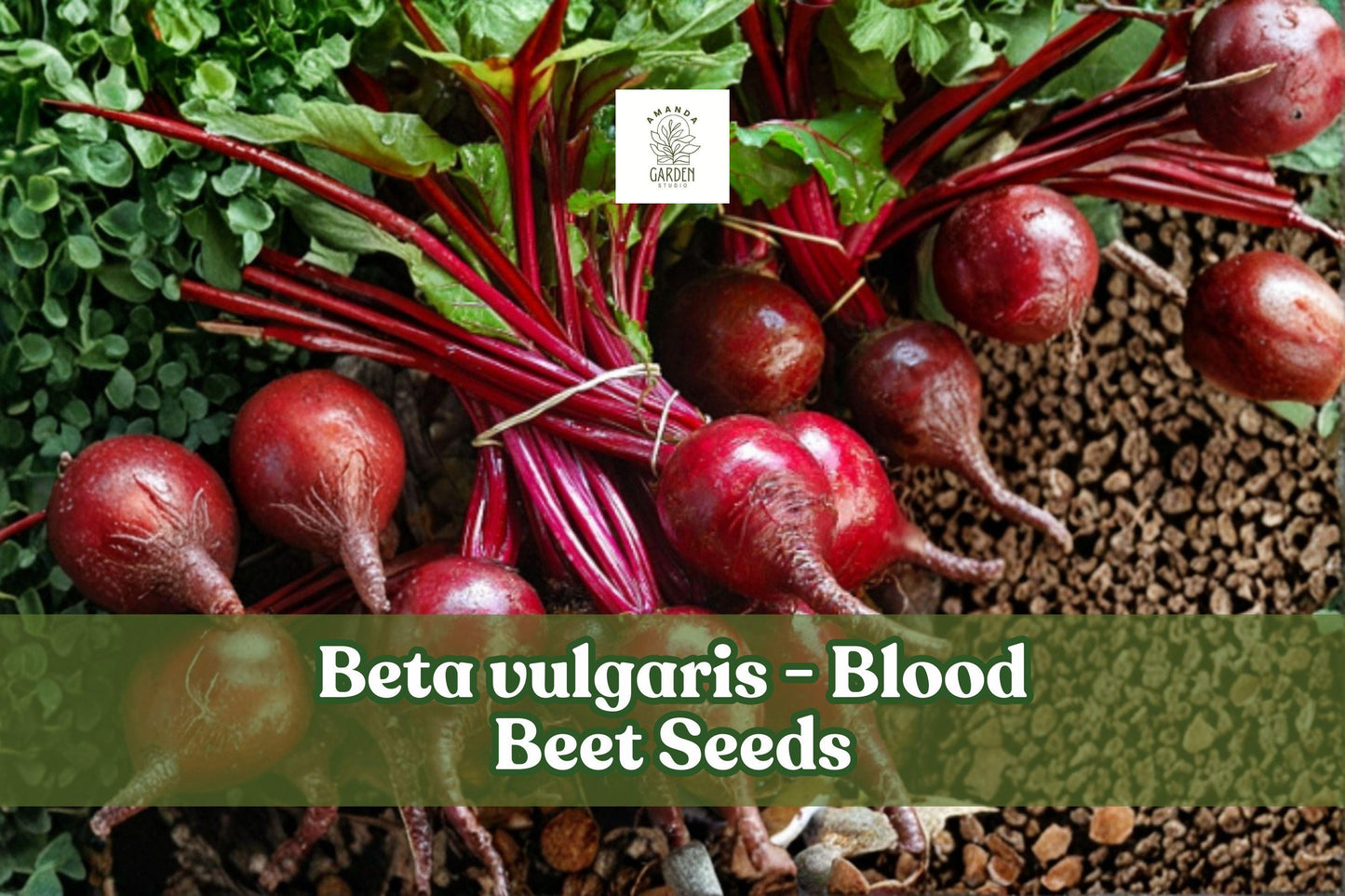 250 Blood Beet Seeds | Heirloom Deep Red Beta Vulgaris | Sweet Flavor for Gardens & Containers | Easy to Grow