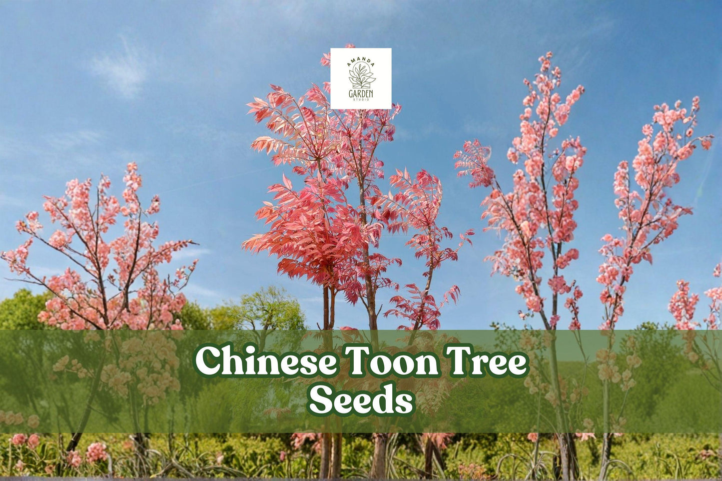 Chinese Toon Tree Seeds - 30 Count, Rare Pink Leaves, Edible Shoots, Toona sinensis - Ornamental Deciduous Tree