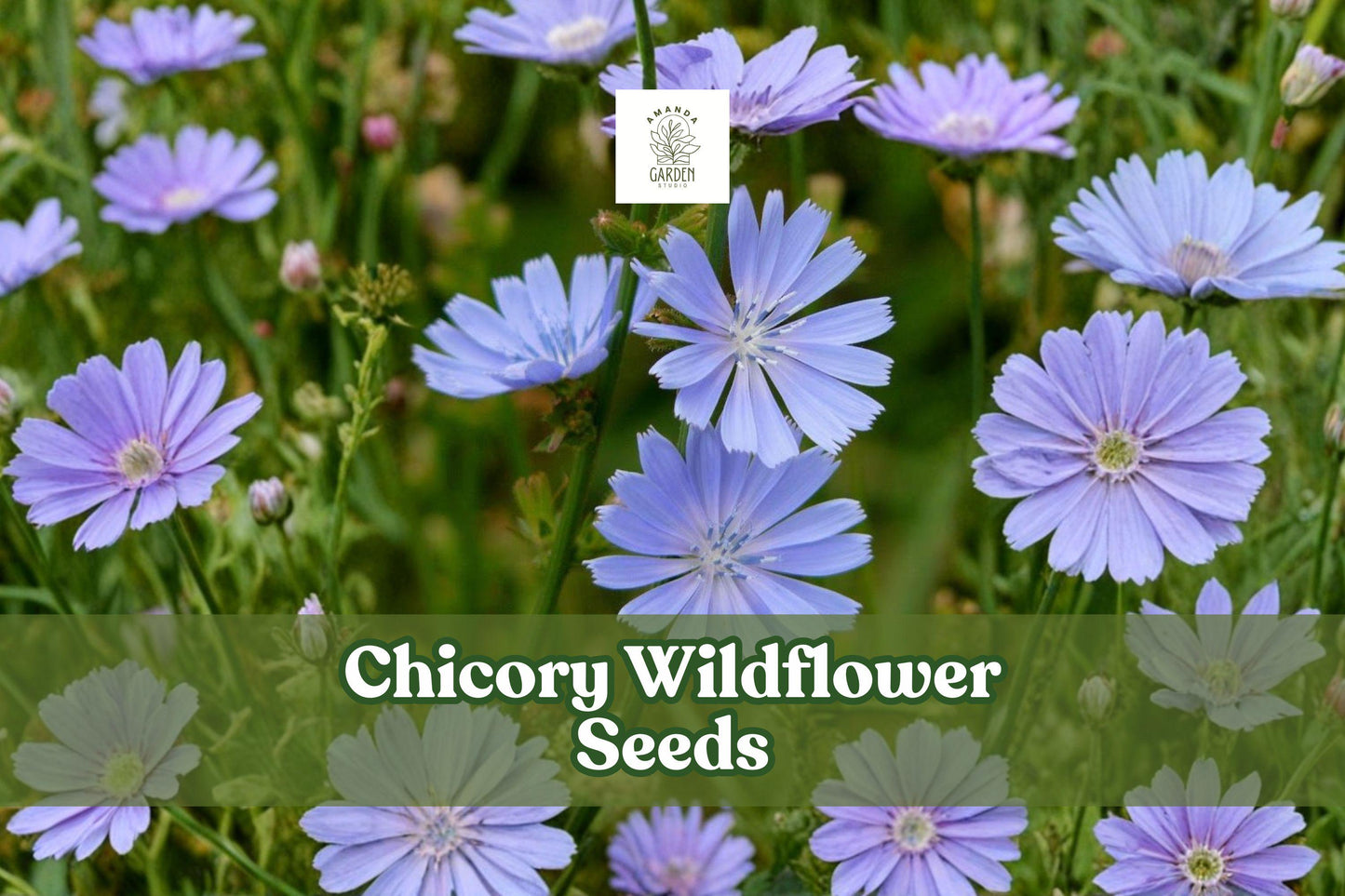 1000 Chicory Seeds - Blue Wildflowers (Cichorium intybus) for Pollinator Gardens, Low-Maintenance, Full Sun, Perennial