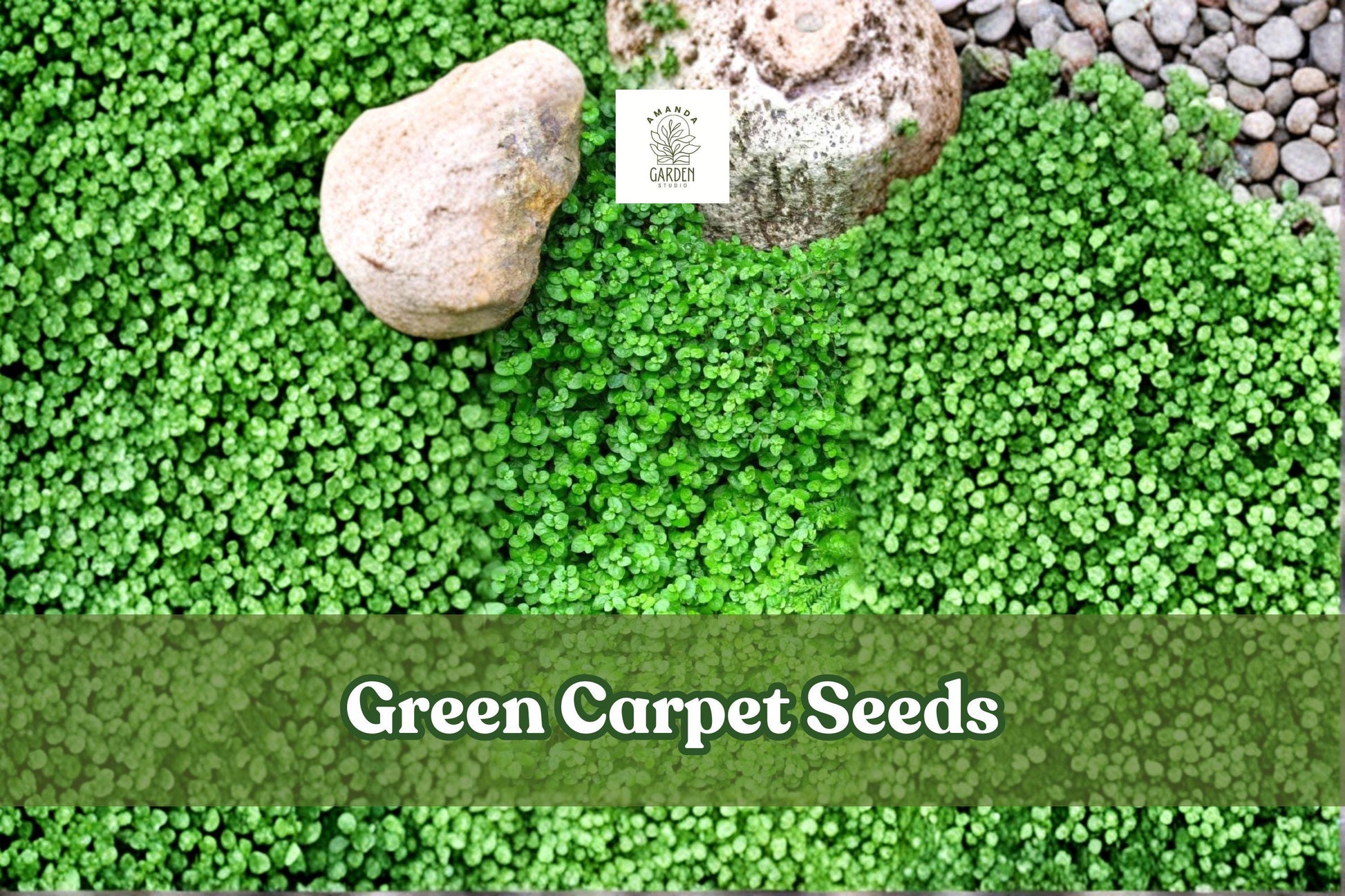 Green Carpet Seeds | 1,000+ Herniaria glabra | Drought-Tolerant Groundcover | Rupturewort | Low-Maintenance Lawn Alternative