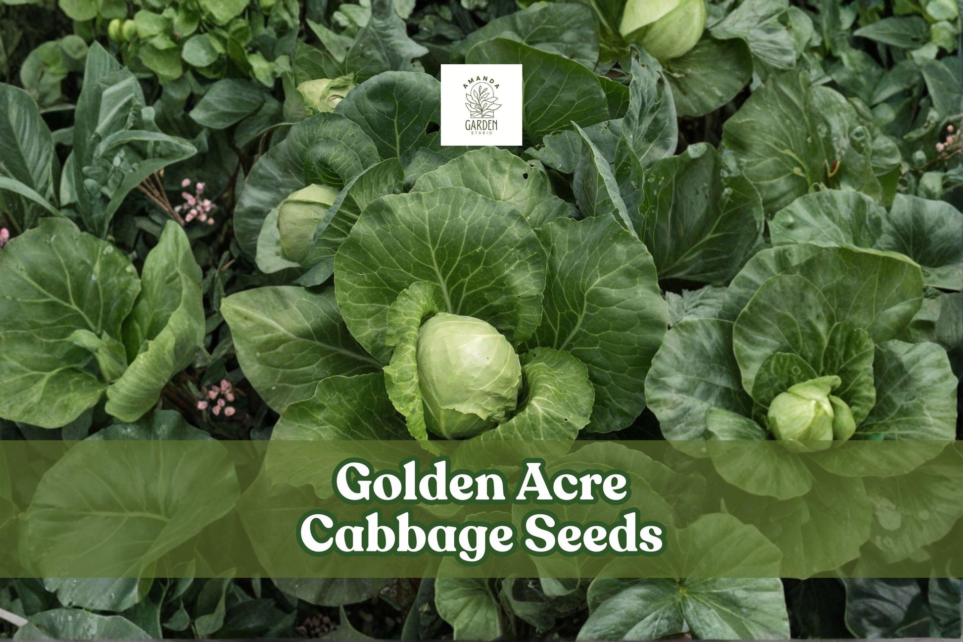 Golden Acre Cabbage Seeds | 250 Heirloom Seeds | Brassica oleracea | Early Maturing Vegetable for Home Gardens