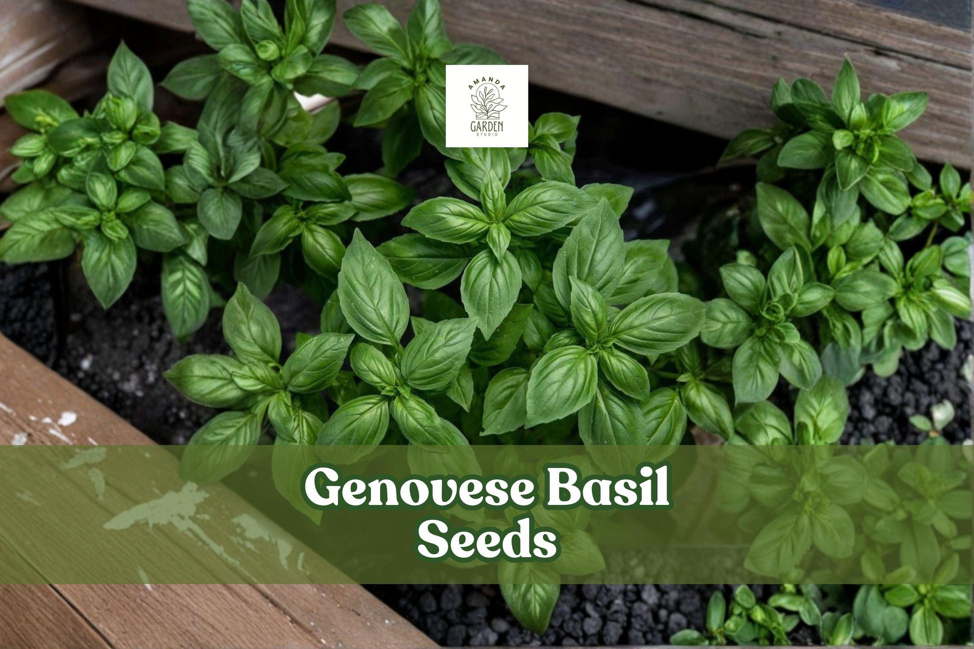 500+ Genovese Basil Seeds | Italian Culinary Herb | Ocimum basilicum | Pesto Variety for Gardening & Cooking
