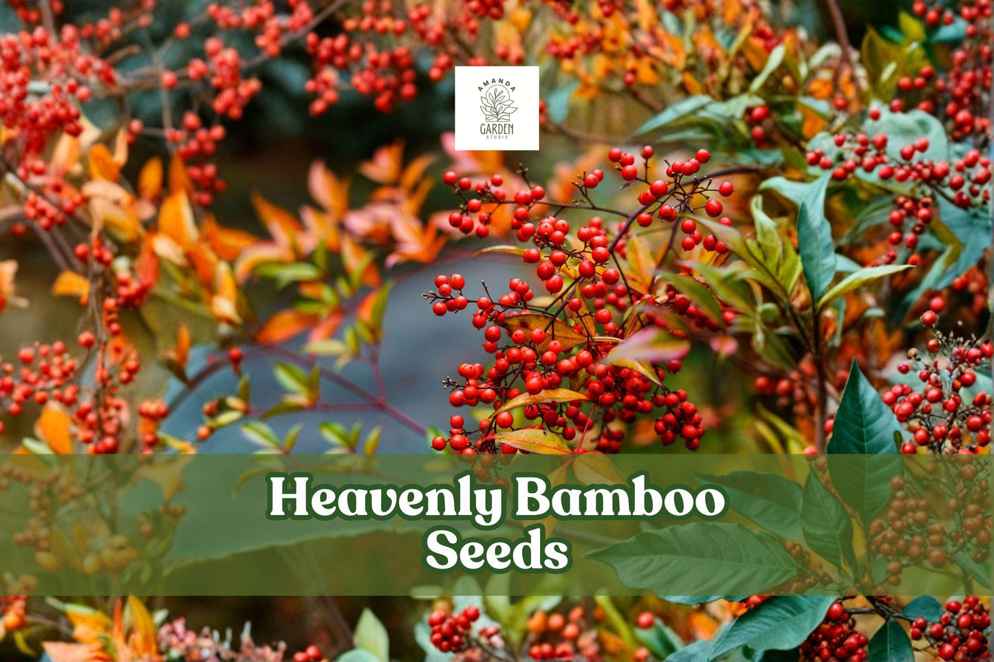 100 Heavenly Bamboo Seeds | Nandina Domestica | Red Berries | Evergreen Shrub | Ornamental Plant Seeds