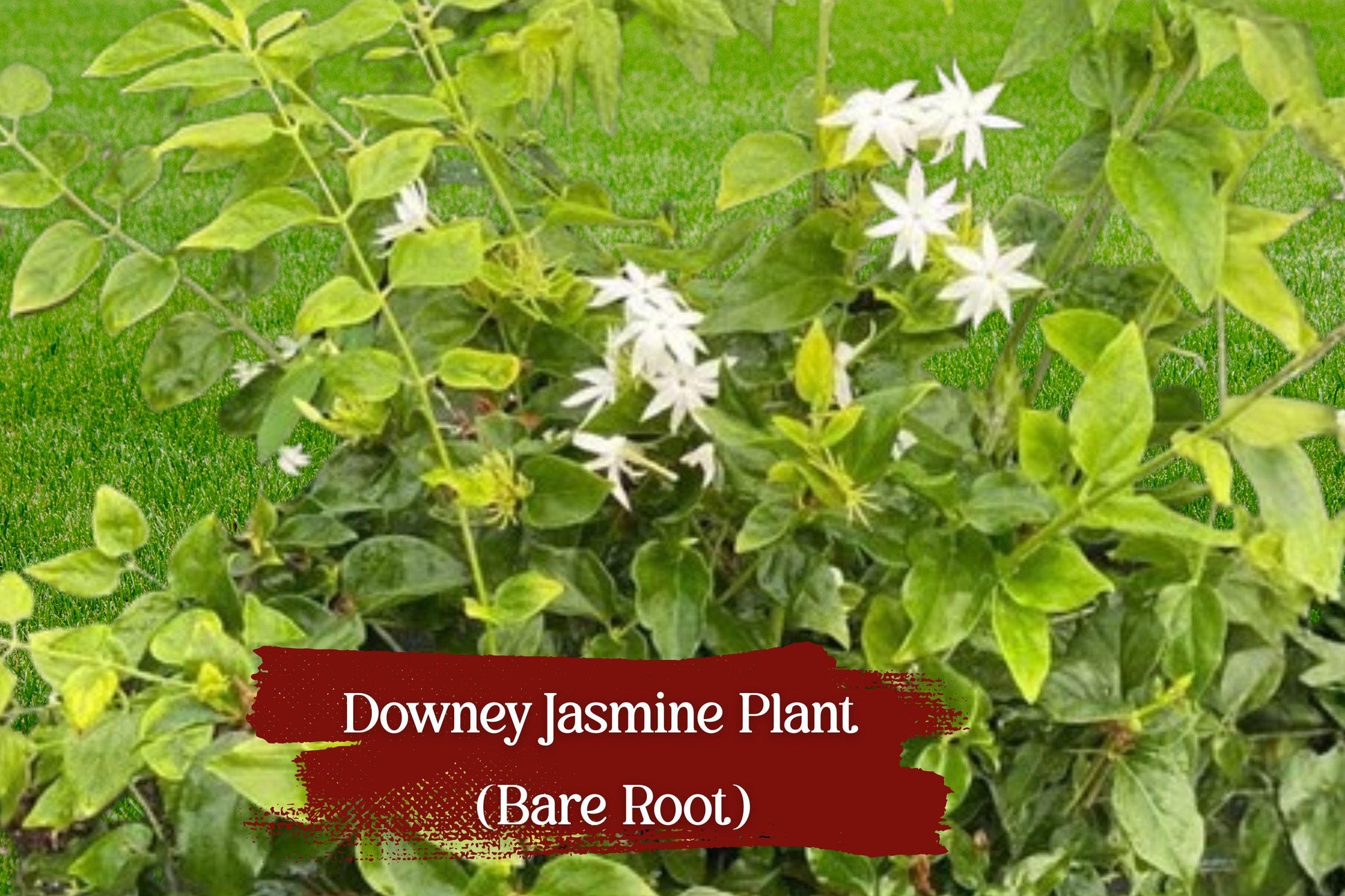 Downey Jasmine Plant - Bare Root Fragrant White Flower Vine, Jasminum pubescens, Tropical Evergreen for Trellises & Gardens