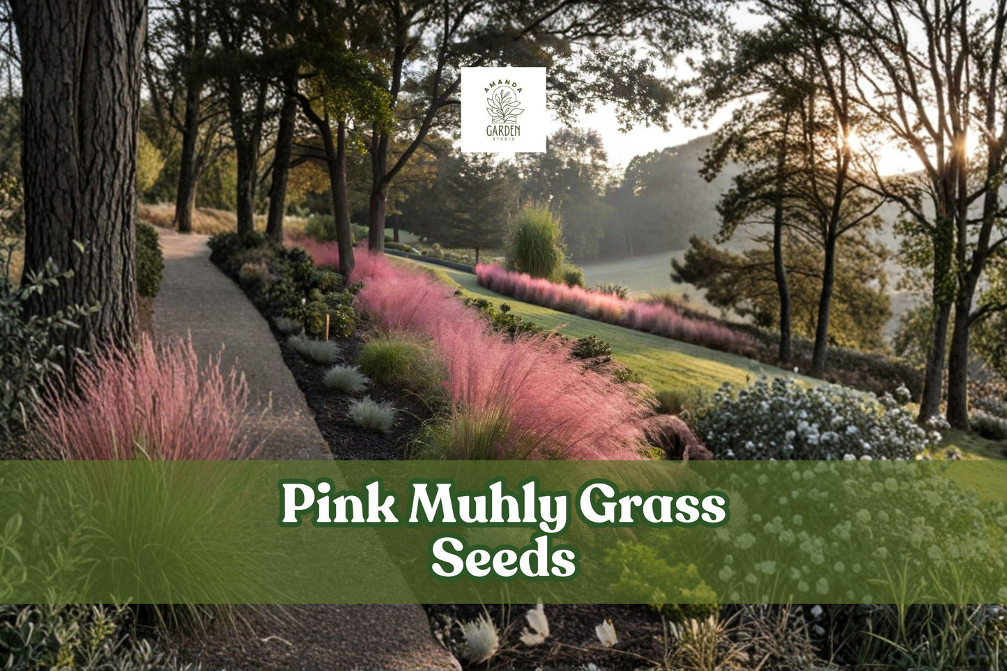 30 Pink Muhly Grass Seeds - Muhlenbergia Capillaris - Drought Tolerant Ornamental Grass for Borders & Gardens