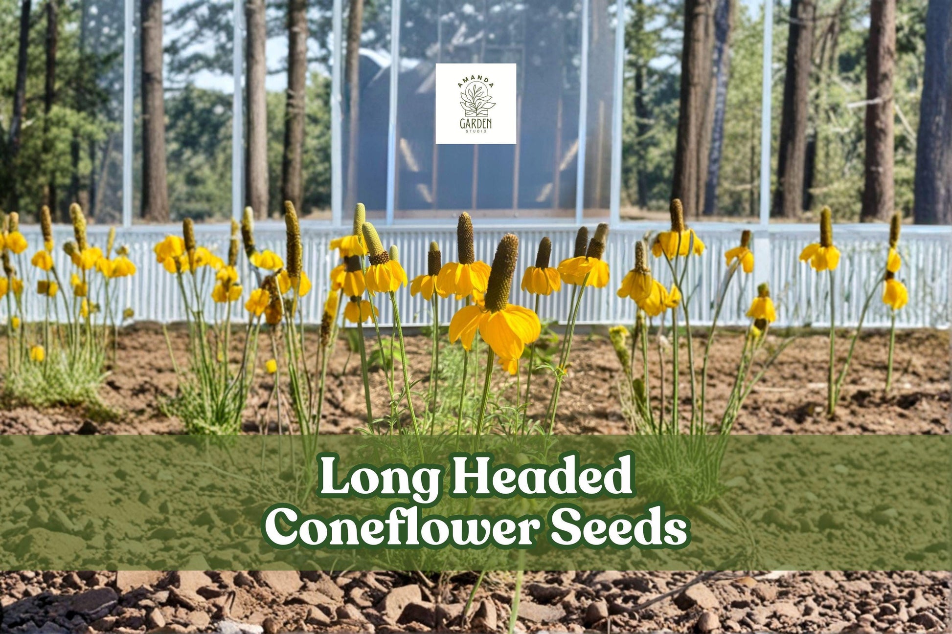 100 Long Headed Coneflower Seeds - Ratibida columnifera - Native Prairie Wildflower, Drought-Tolerant, Pollinator-Friendly